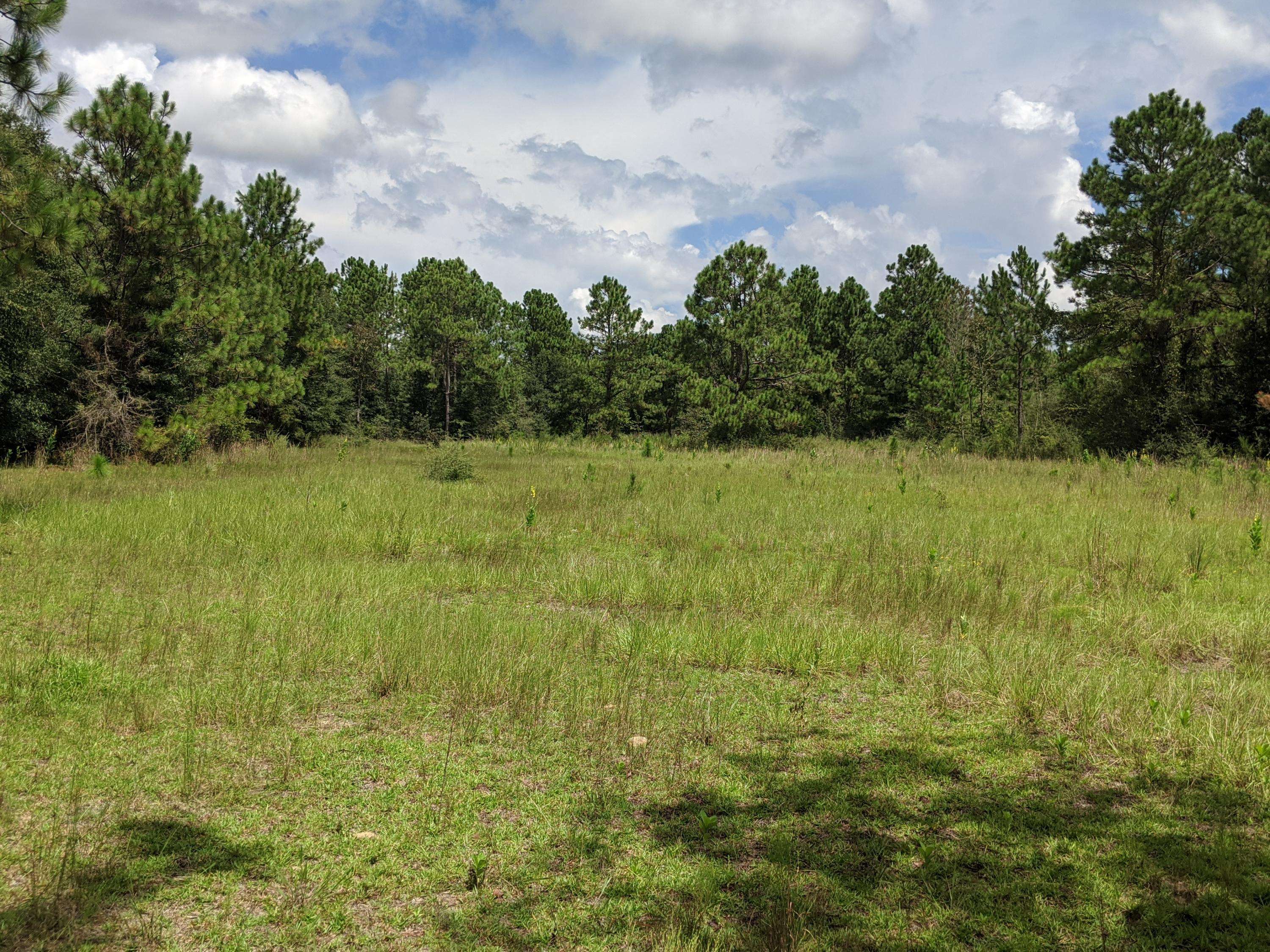 Holt, FL 32564,40 Acres Camp Nebo Road