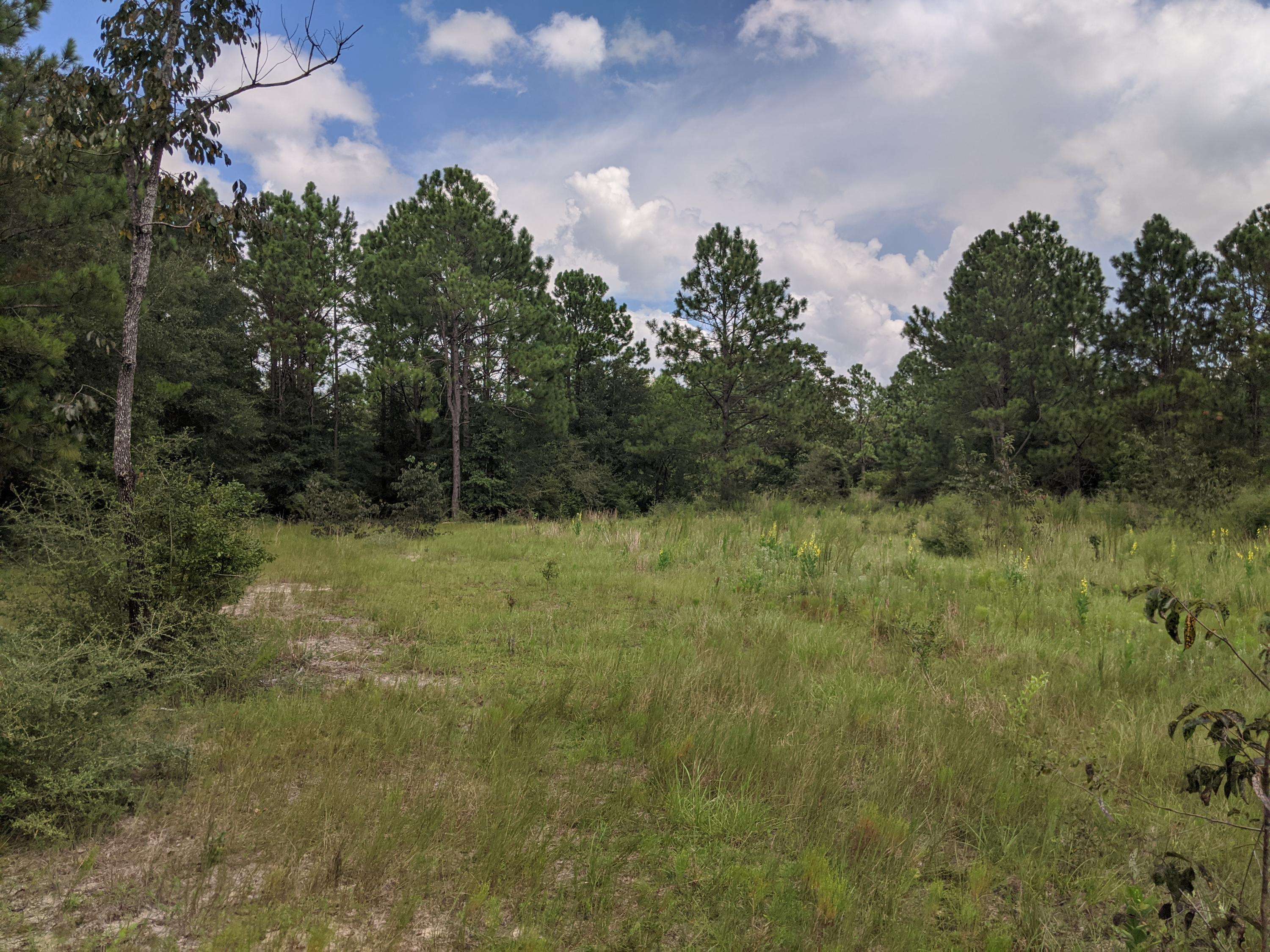 Holt, FL 32564,40 Acres Camp Nebo Road