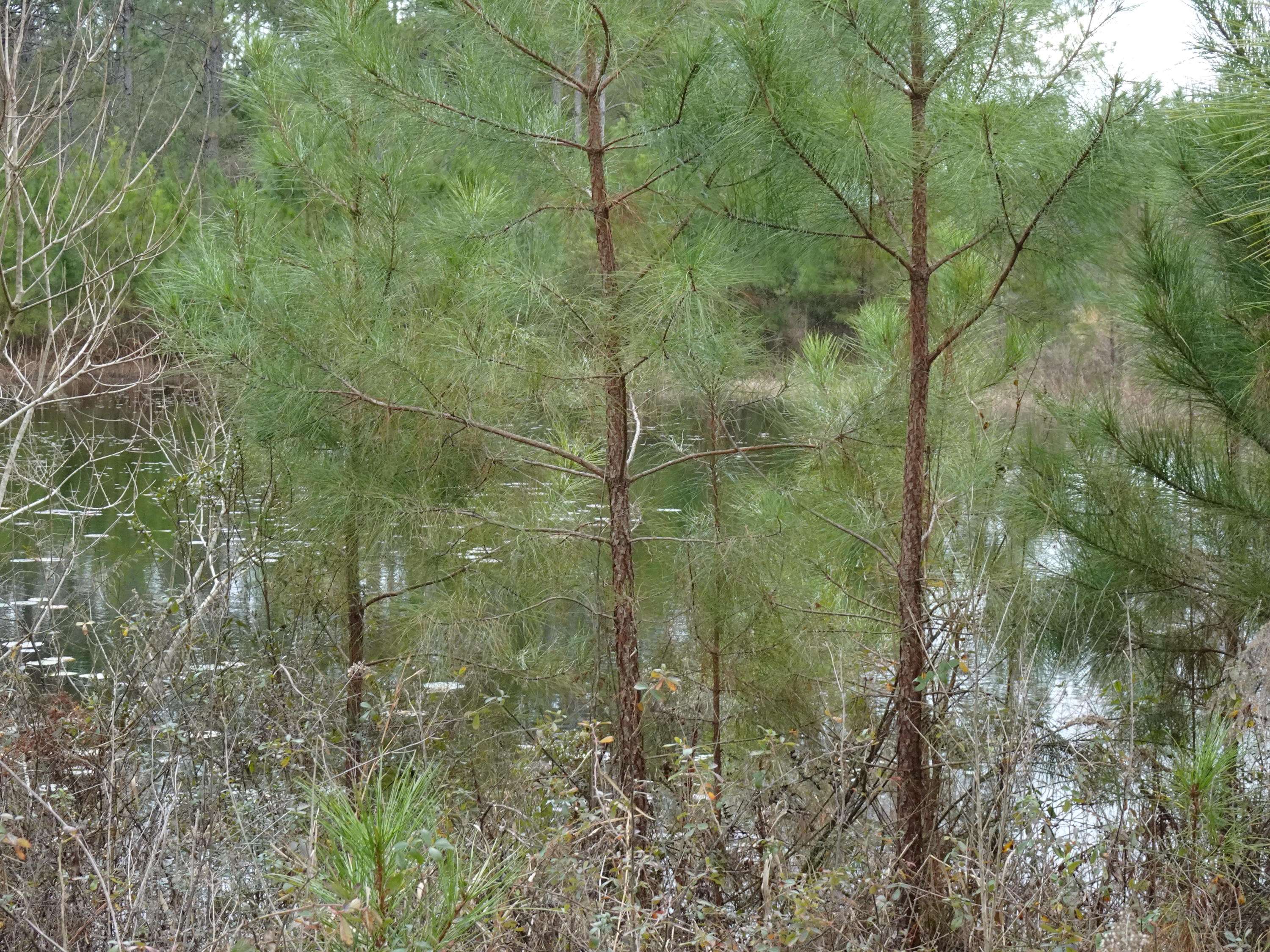 Defuniak Springs, FL 32433,10 ACRES MOSLEY RD