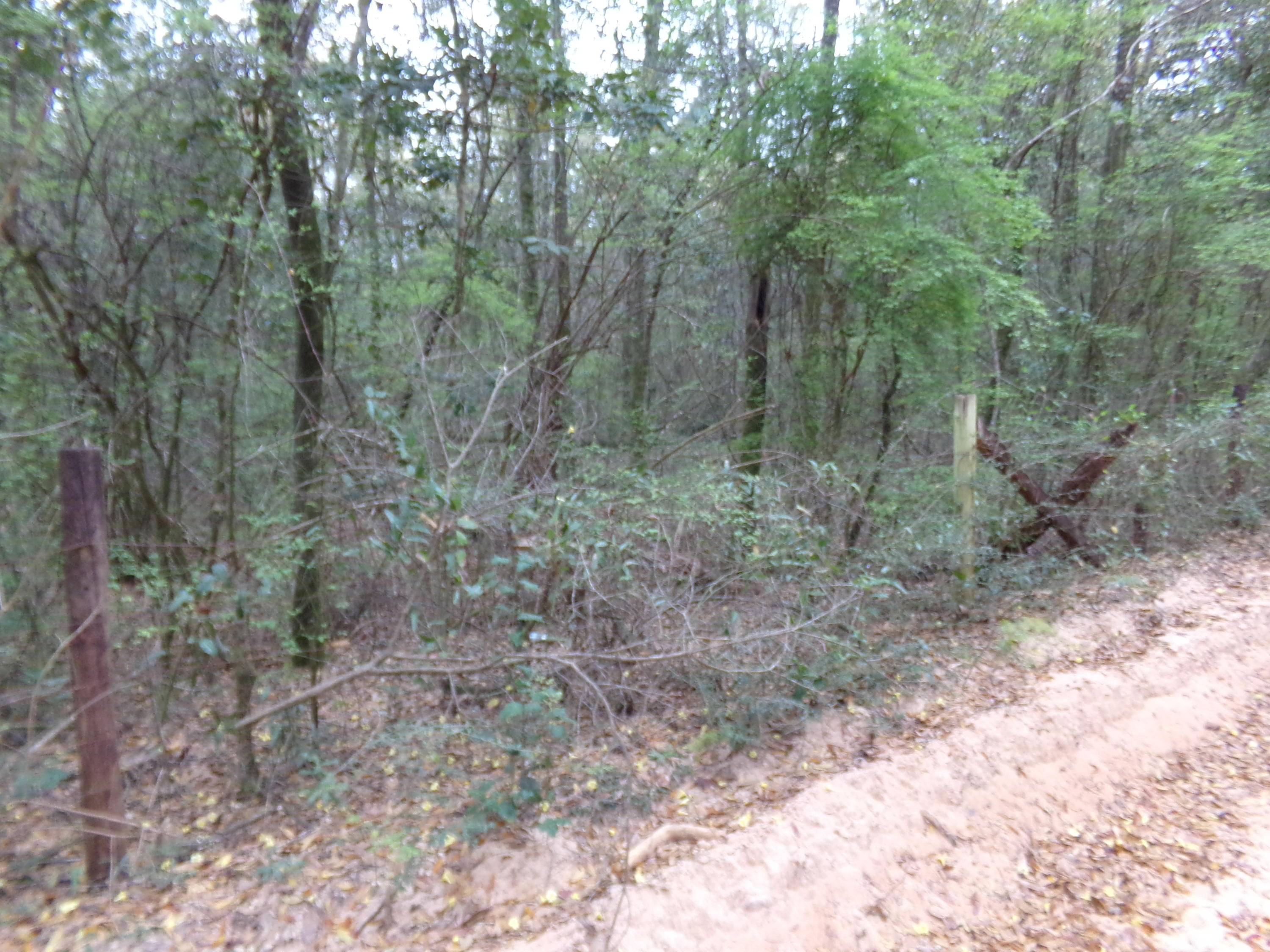 Holt, FL 32564,10 AC Dodson Road