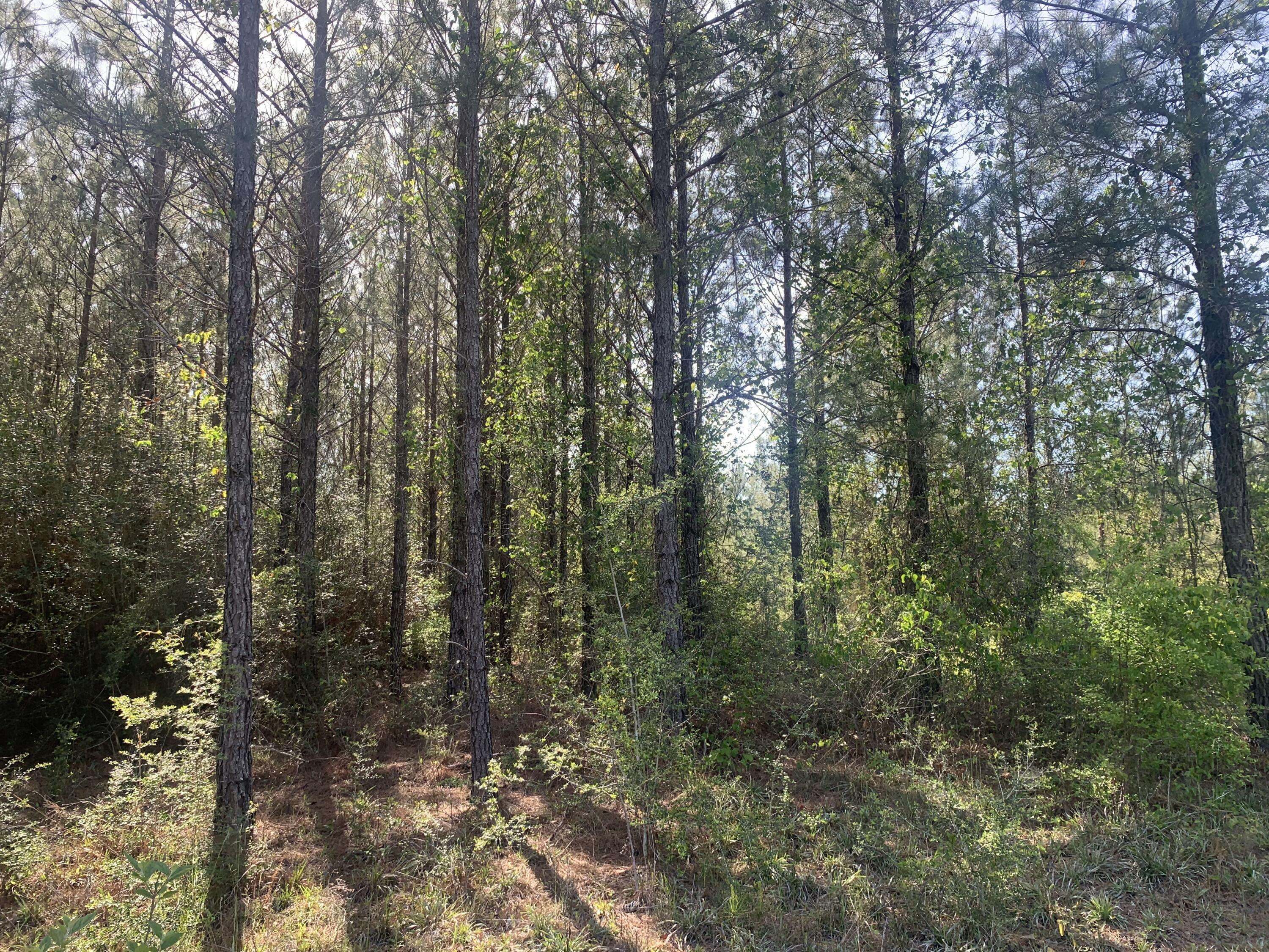 Milton, FL 32570,10 AC Munson Highway  #Parcel G