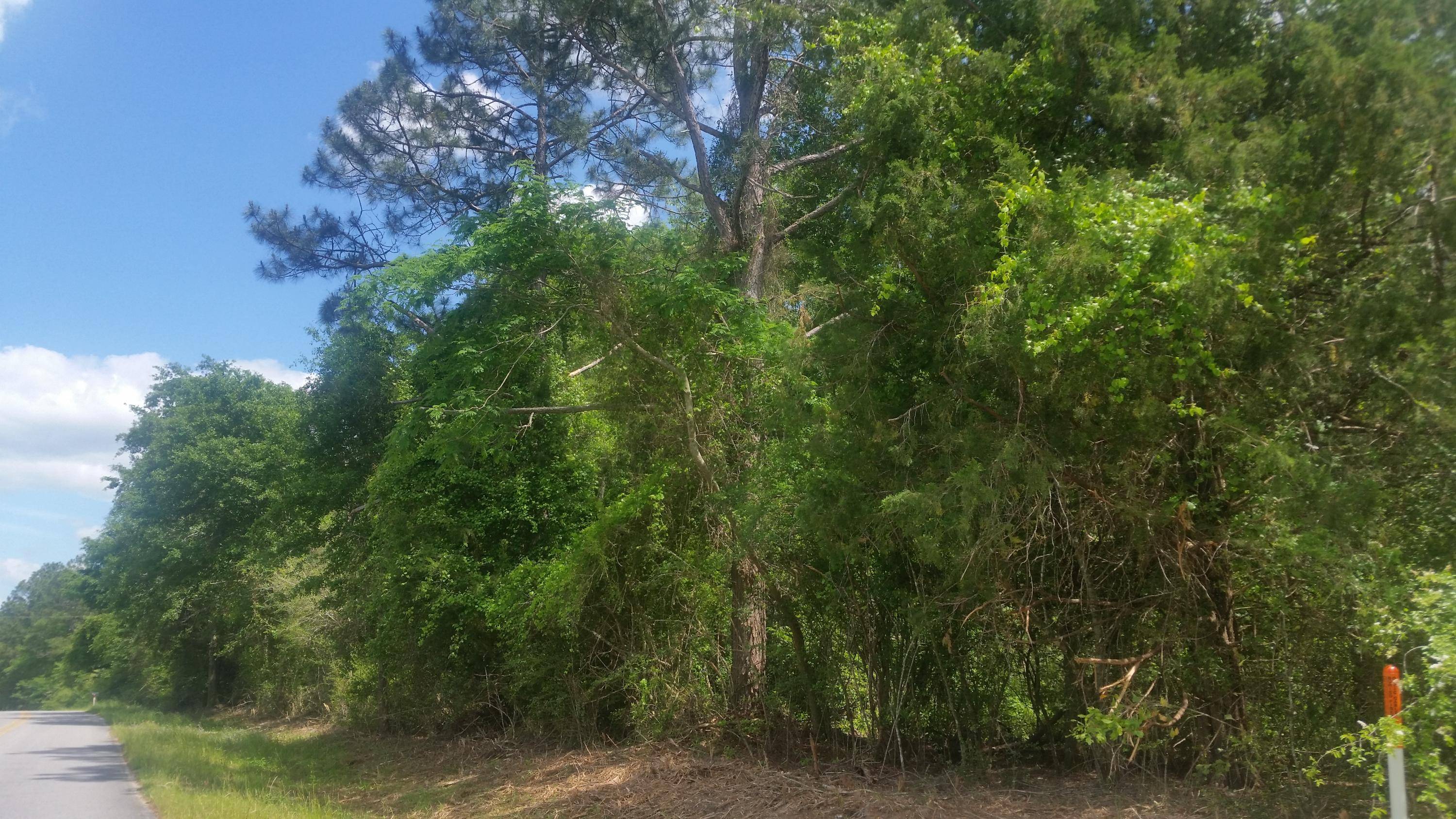 Defuniak Springs, FL 32433,59 ACRES Punch Bowl Road