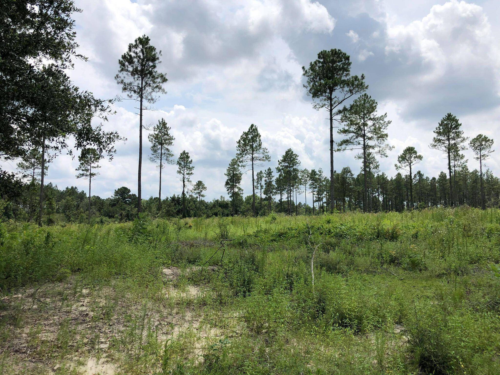 Laurel Hill, FL 32567,20 ACRES BUCK TYNER