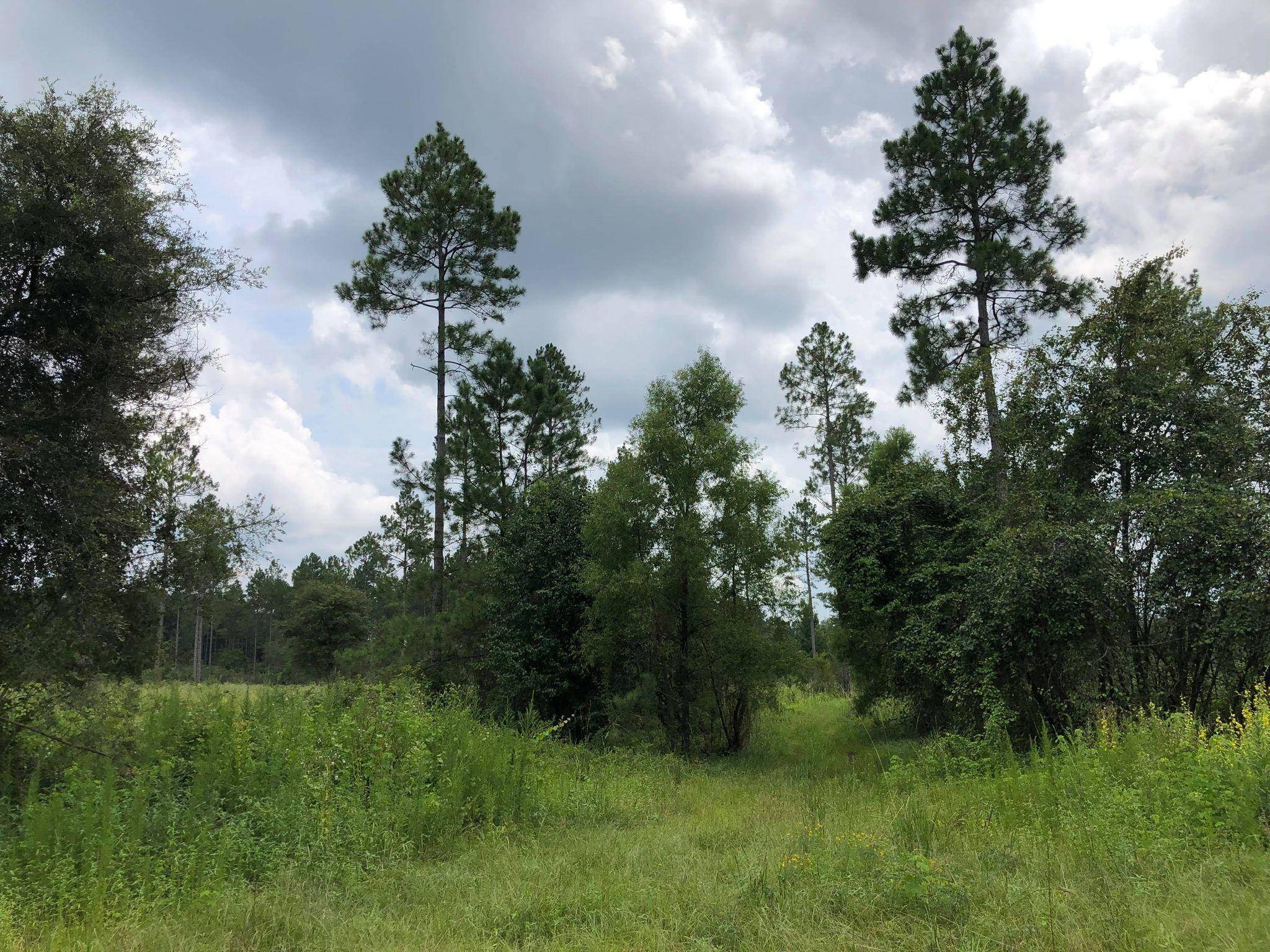 Laurel Hill, FL 32567,20 ACRES BUCK TYNER