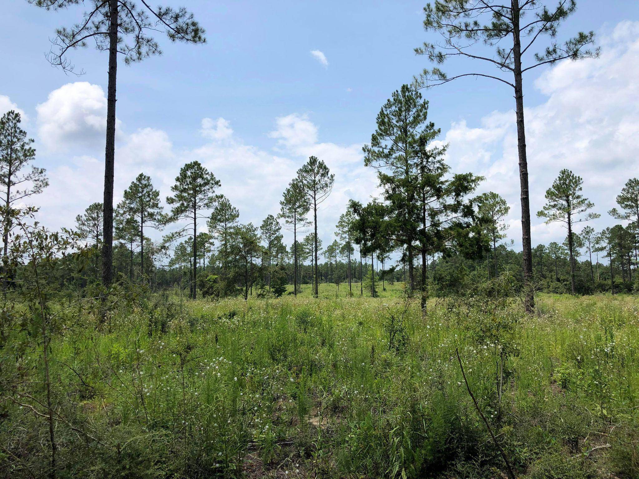 Laurel Hill, FL 32567,20 ACRES BUCK TYNER