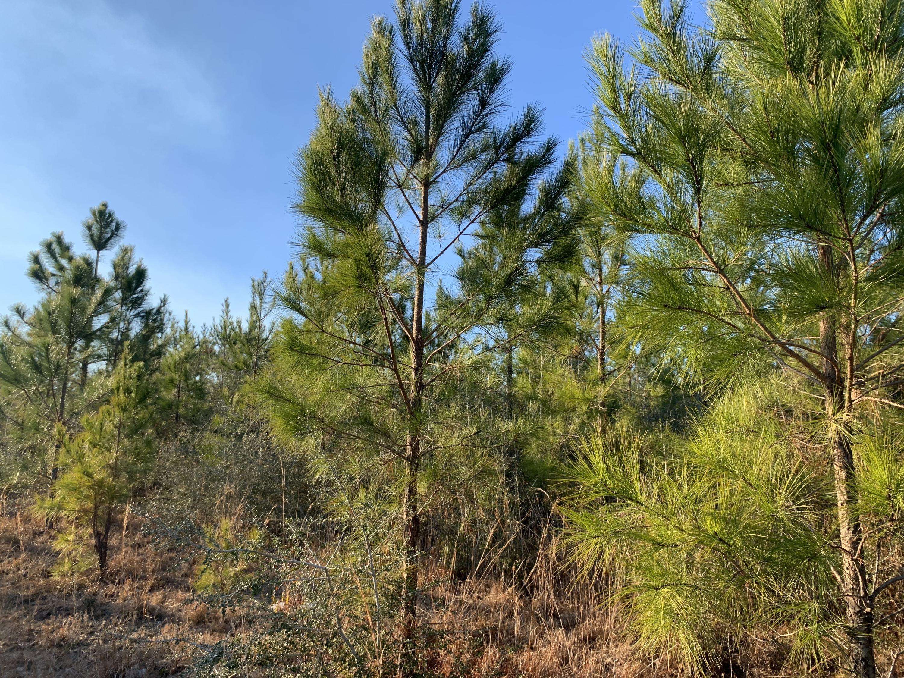 Milton, FL 32570,7+/- AC Peaden Hill Road  #Parcel J-East