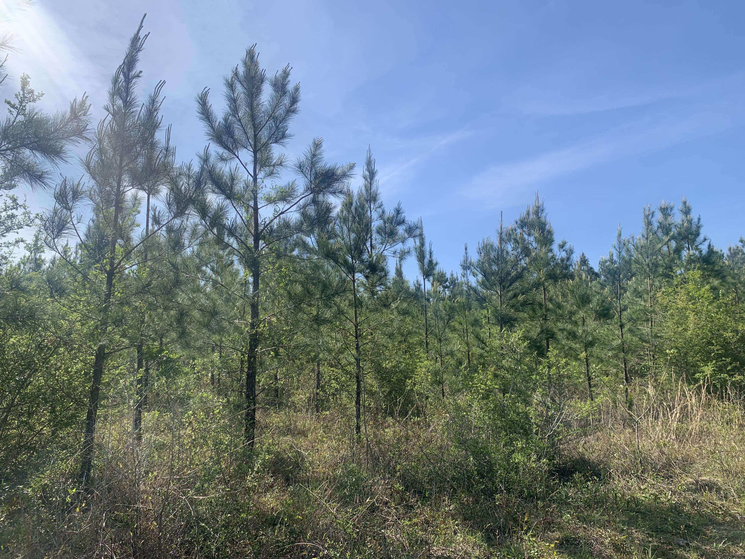 Milton, FL 32570,12+/- AC Munson Highway  #Parcel F-1