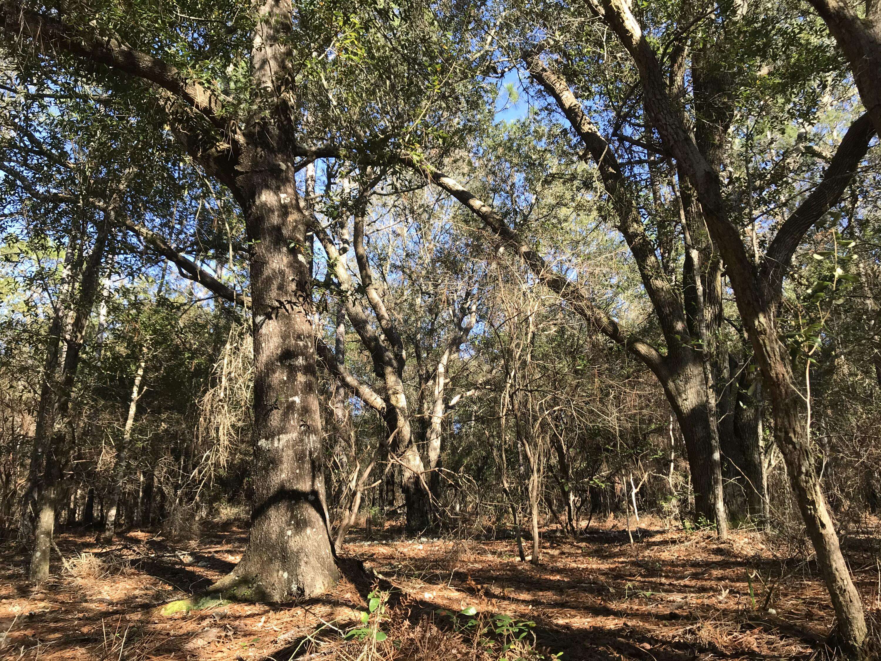 Holt, FL 32564,40 +/- AC Boundry Lane