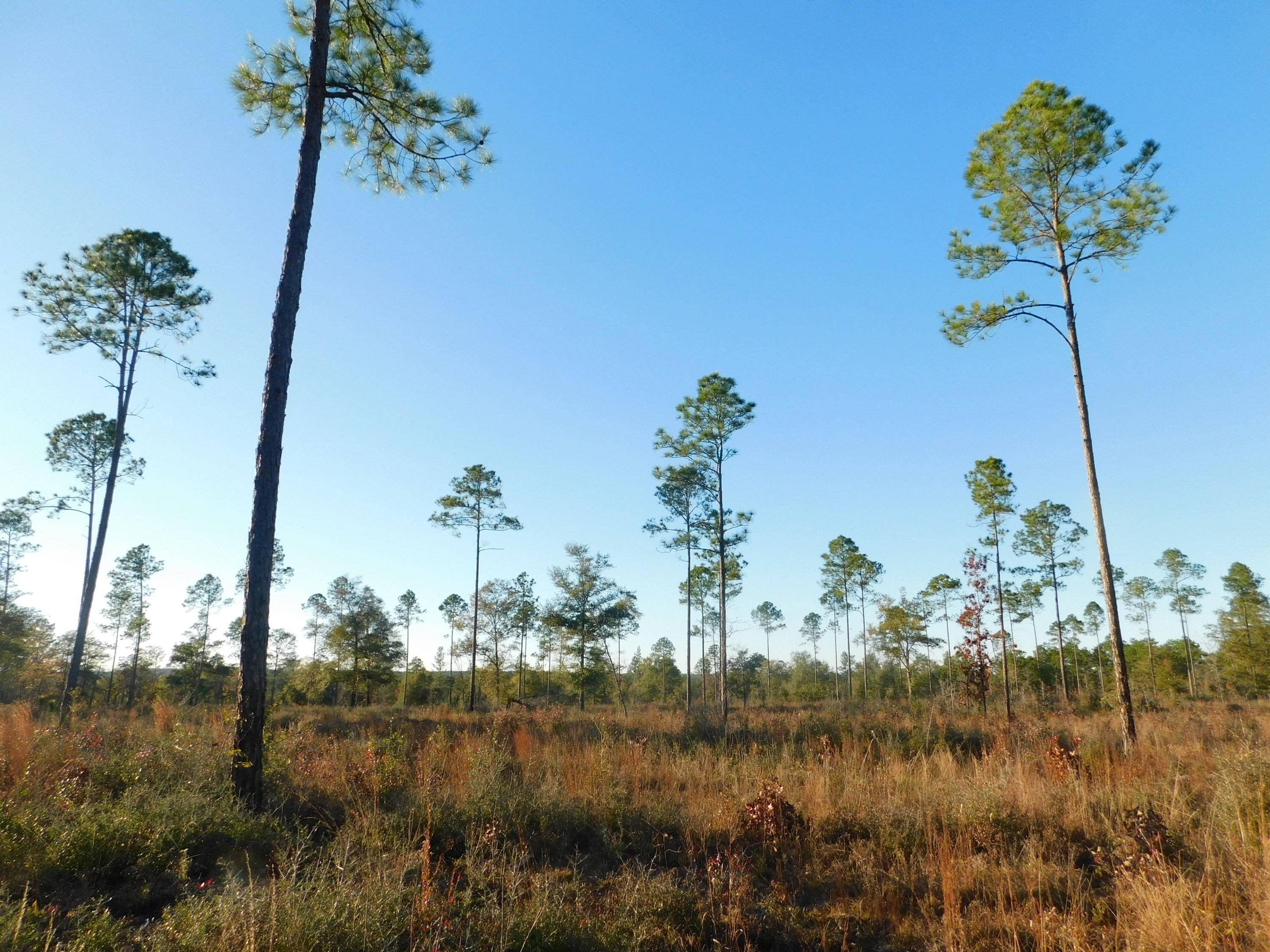 Baker, FL 32531,40+/- AC Sherman Kennedy Road