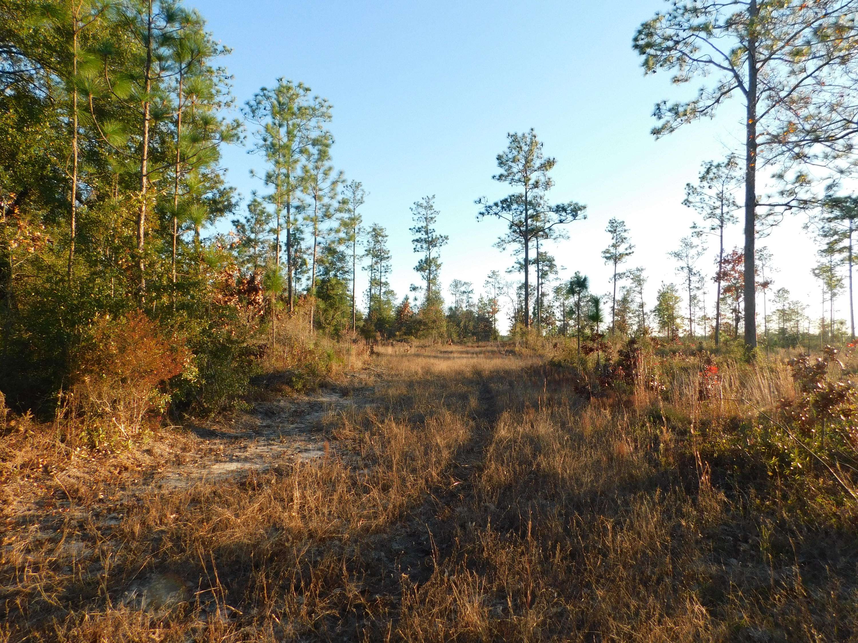 Baker, FL 32531,40+/- AC Sherman Kennedy Road