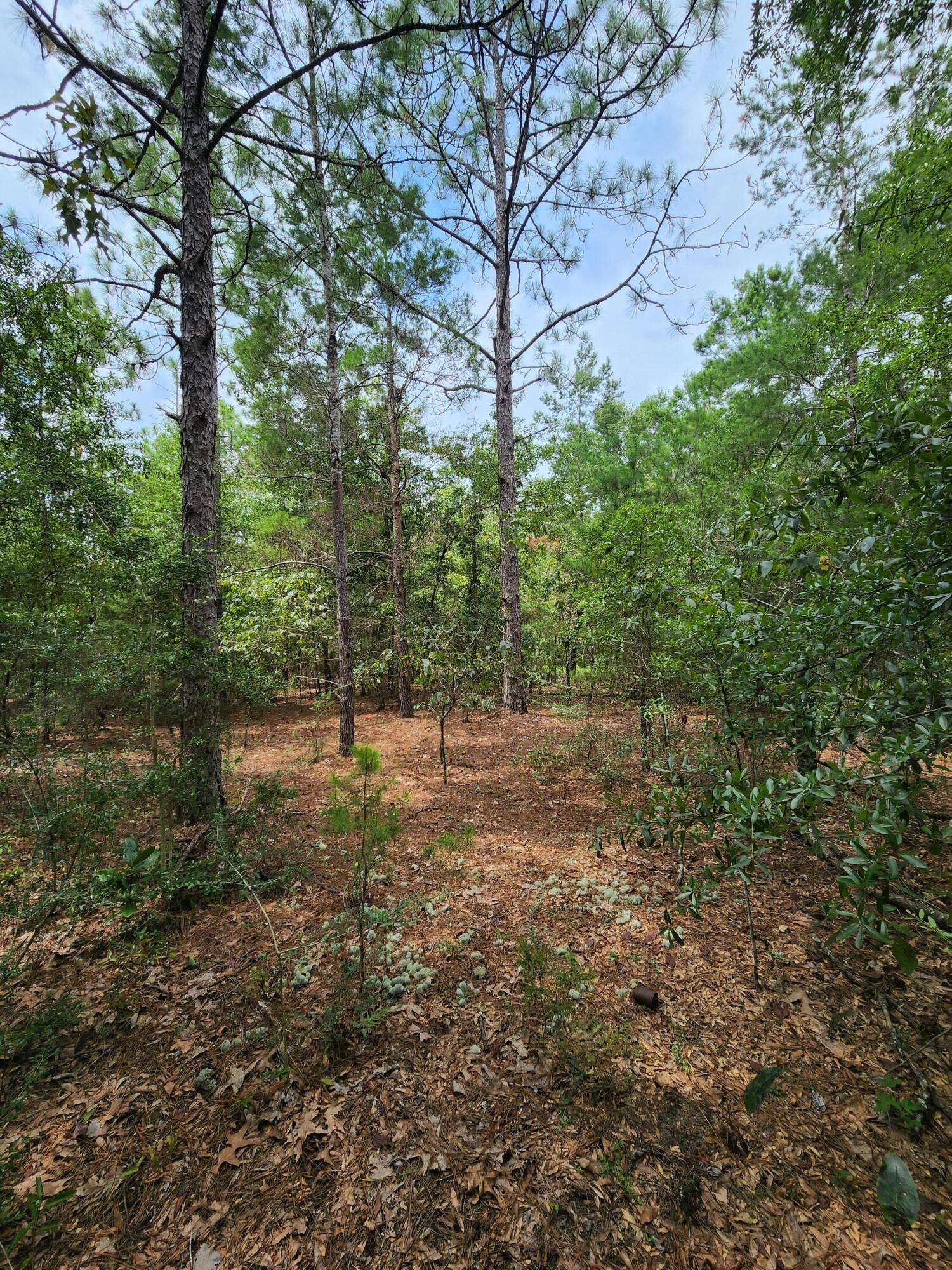 Defuniak Springs, FL 32433,.24 ac xxx E Tulip Avenue