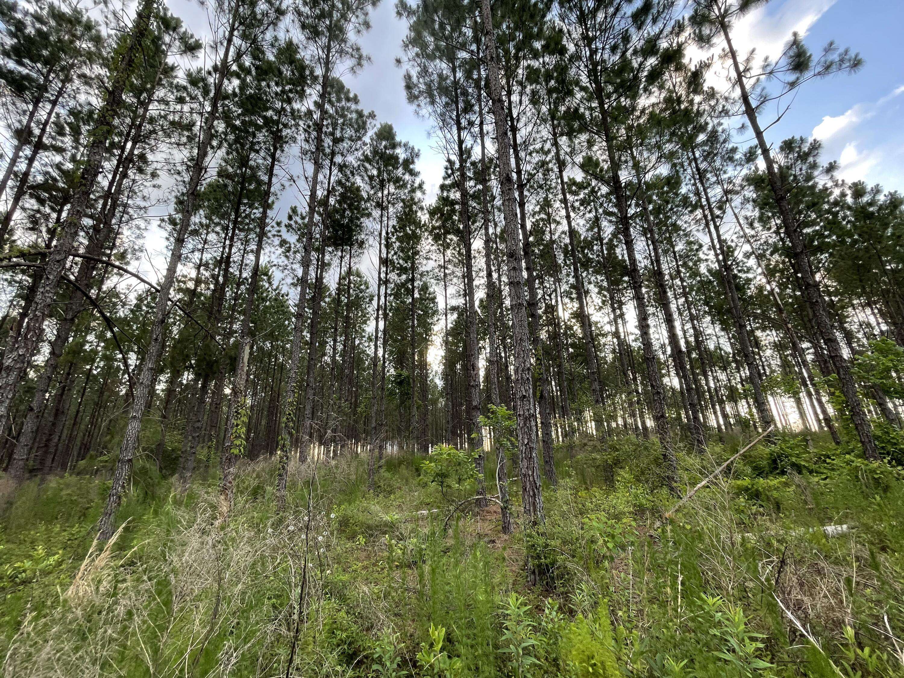 Laurel Hill, FL 32567,Parcel B Bill Lundy Road