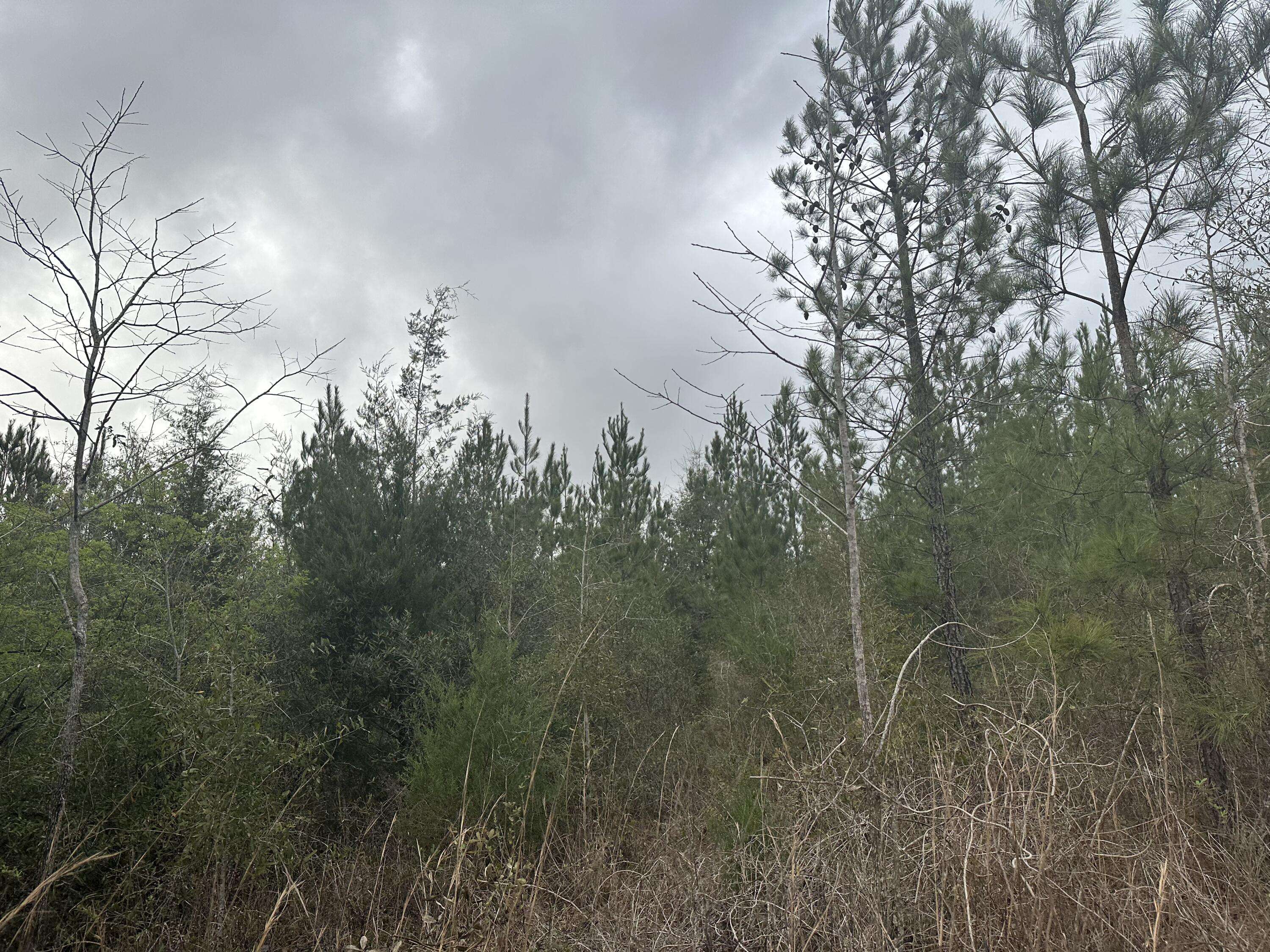 Caryville, FL 32427,Tract#6418 SW Mattox Springs Road