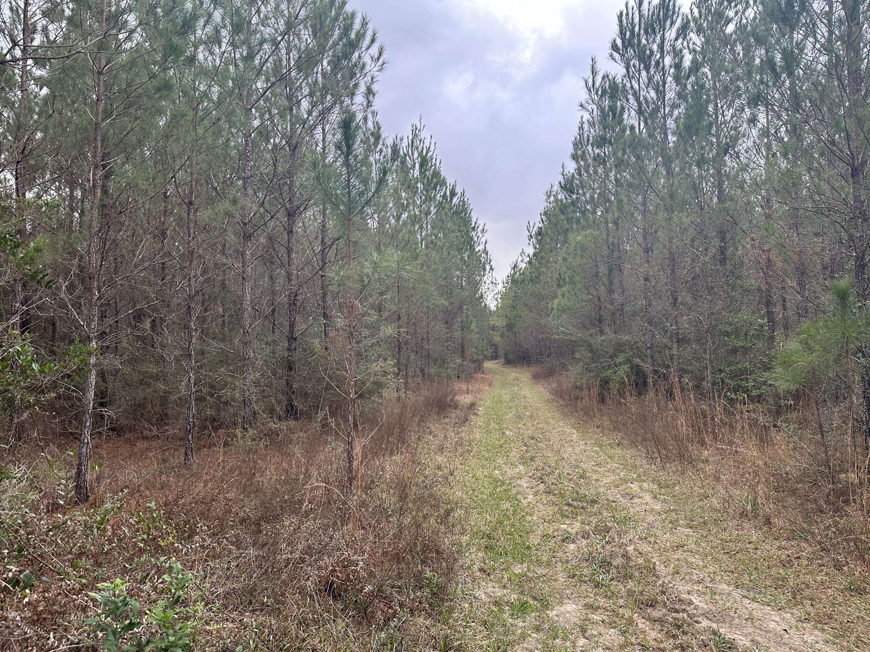 Vernon, FL 32462,Tract#6431 W Parrish Still Road