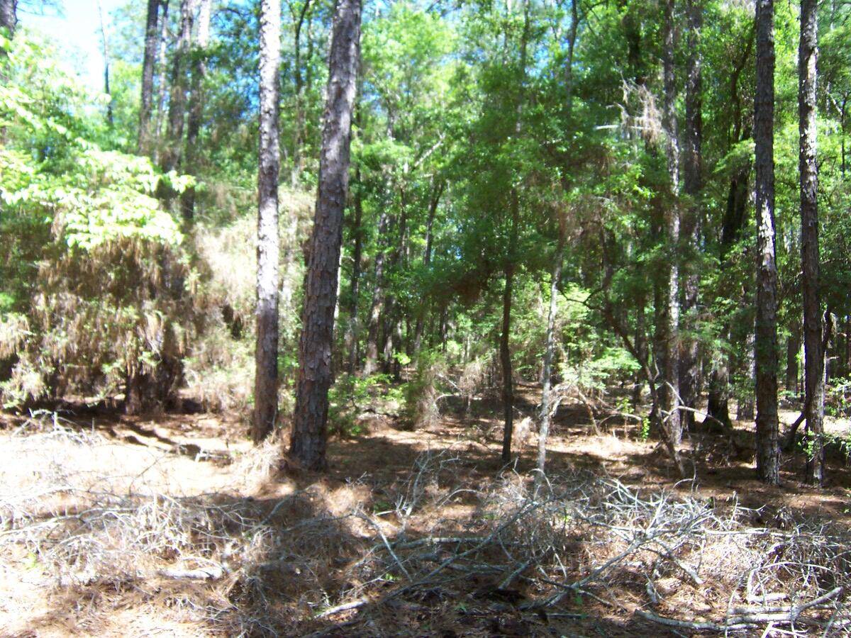 Westville, FL 32464,40Ac Pleasant Ridge Road