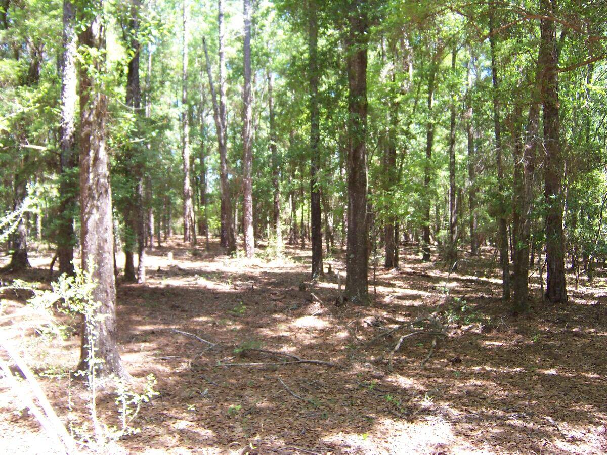 Westville, FL 32464,40Ac Pleasant Ridge Road