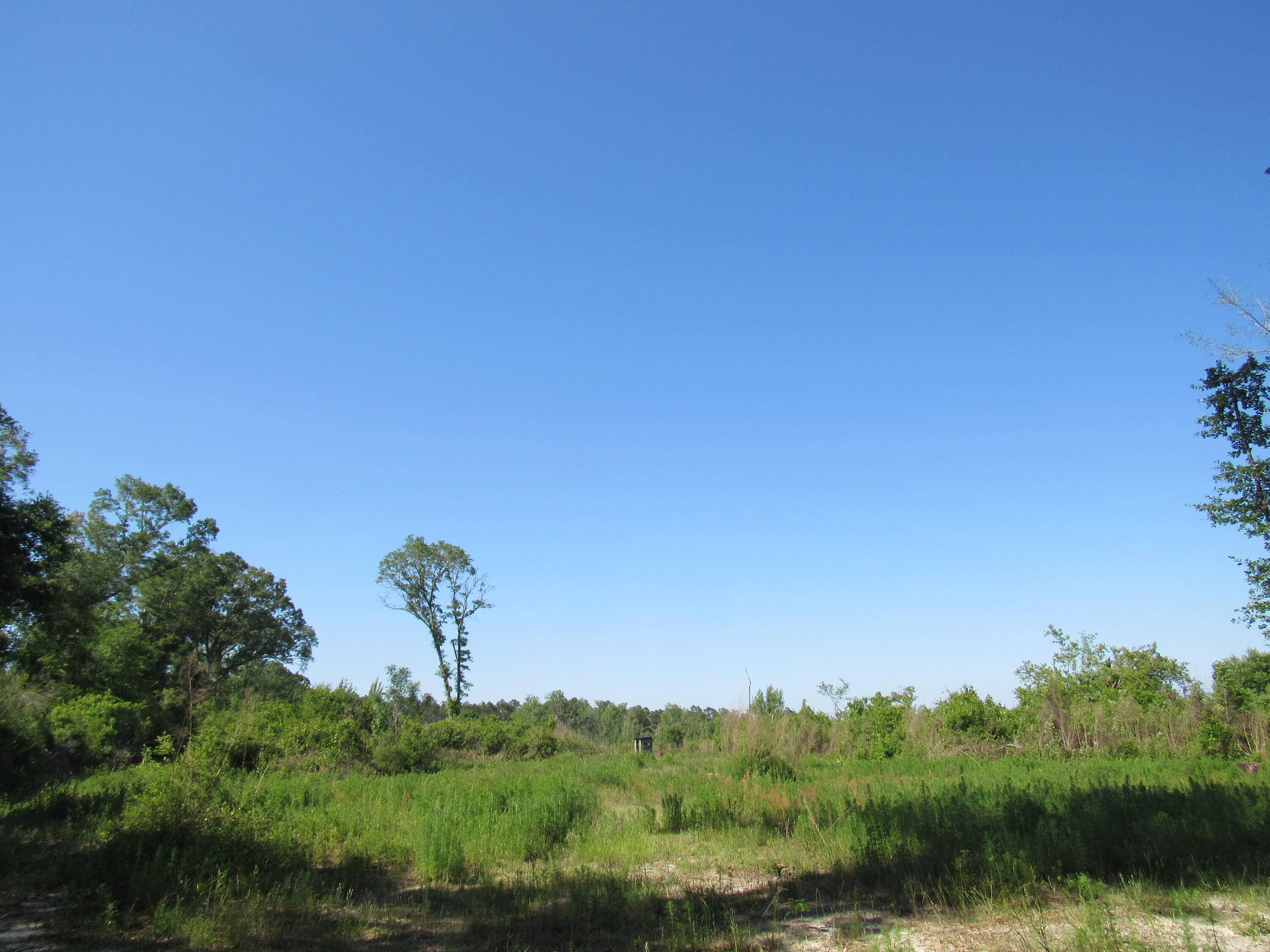 Westville, FL 32464,000 Andrews Road  #40 ACRES