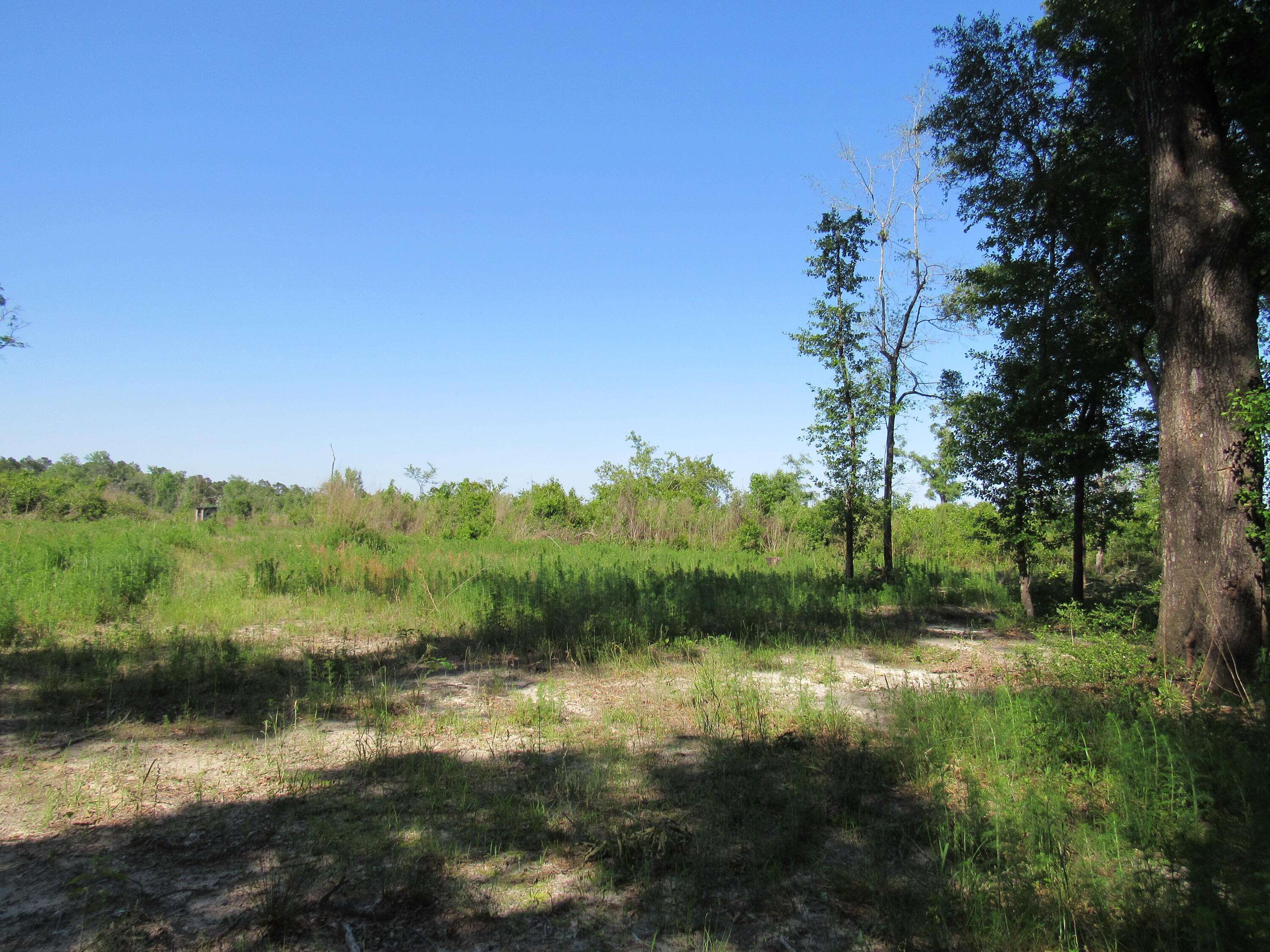 Westville, FL 32464,000 Andrews Road  #40 ACRES