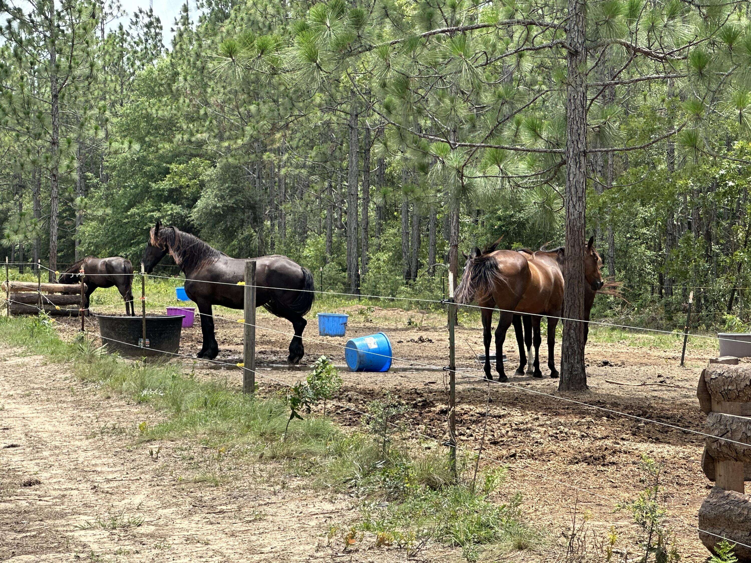 Milton, FL 32570,Parcel A Wildlife Road