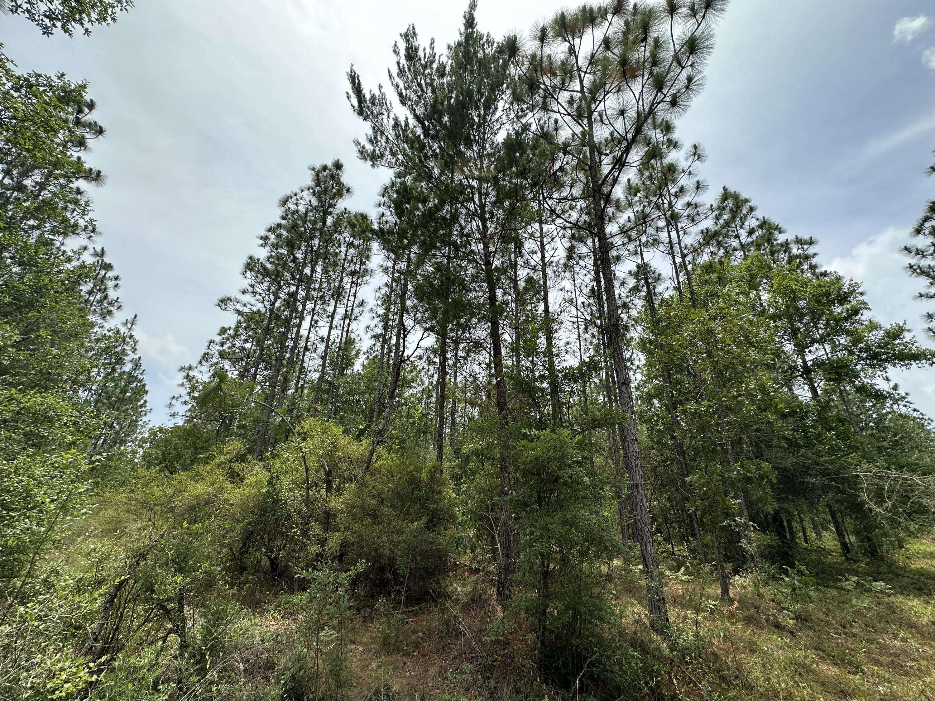 Milton, FL 32570,Parcel E Wildlife Road