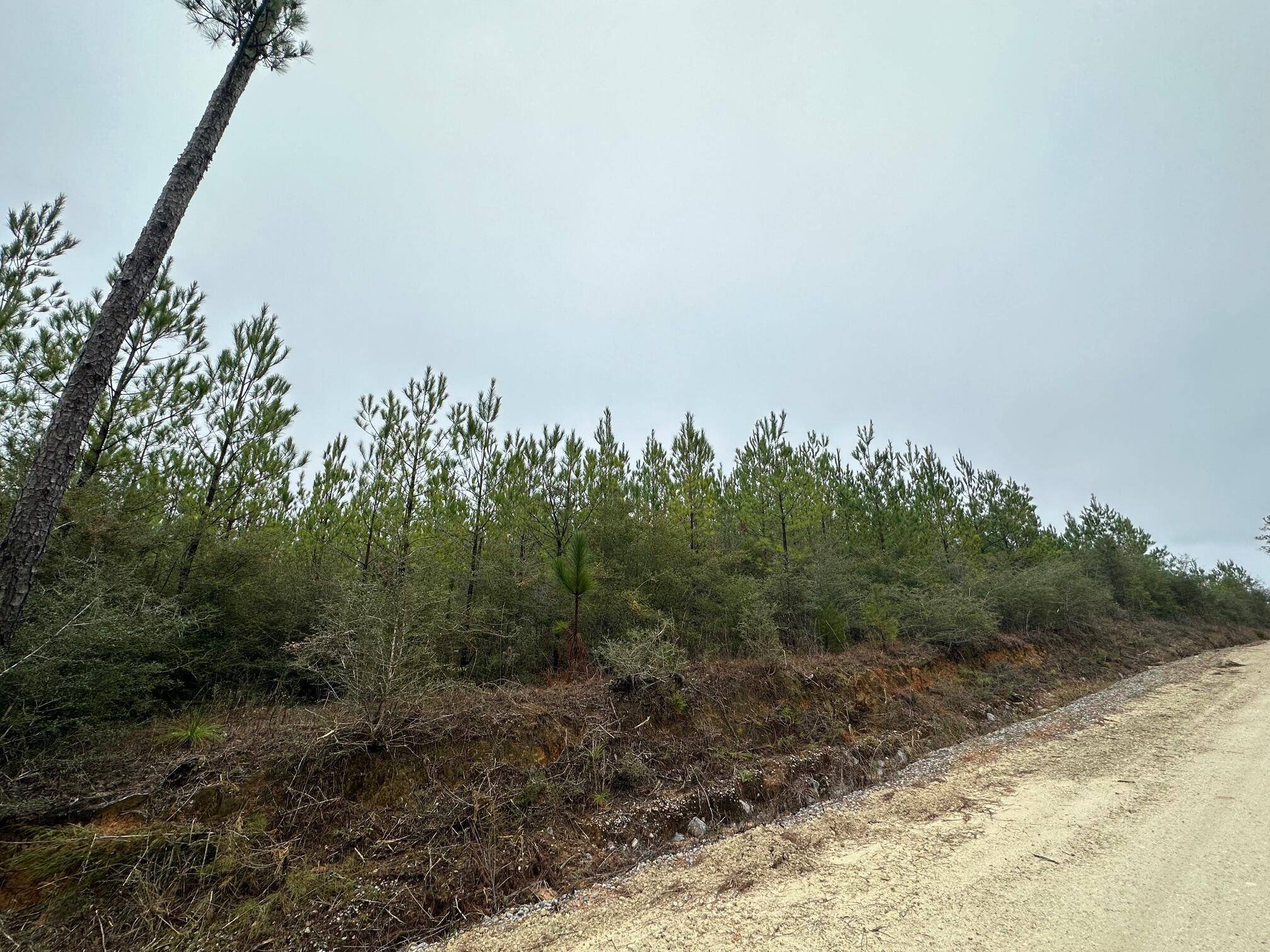 Caryville, FL 32427,Tract#6418 N Mattox Springs Road  #N1