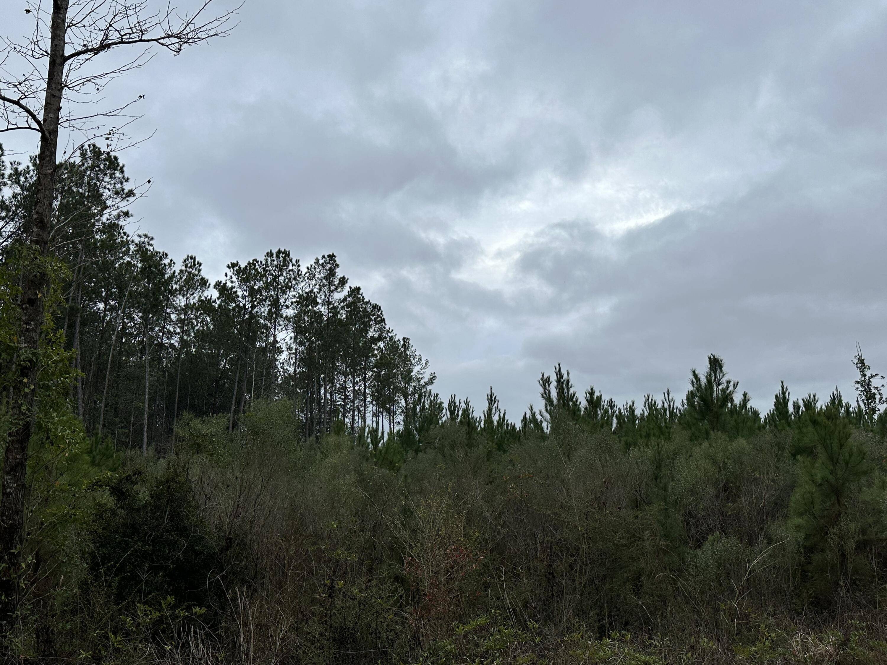 Chipley, FL 32428,Tract#6411 S White Road