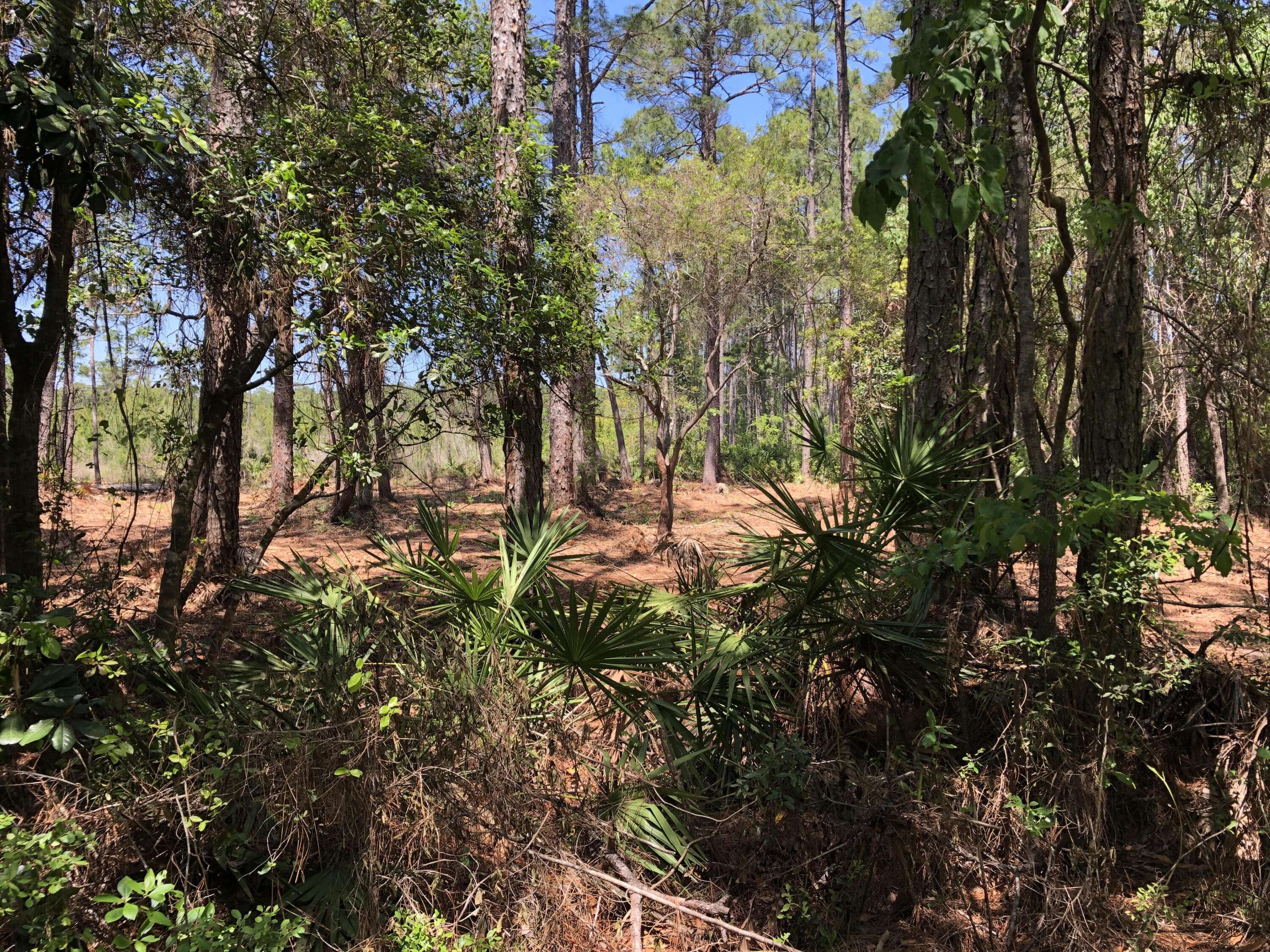 Santa Rosa Beach, FL 32459,LOT 17 Gulf Hills Dr