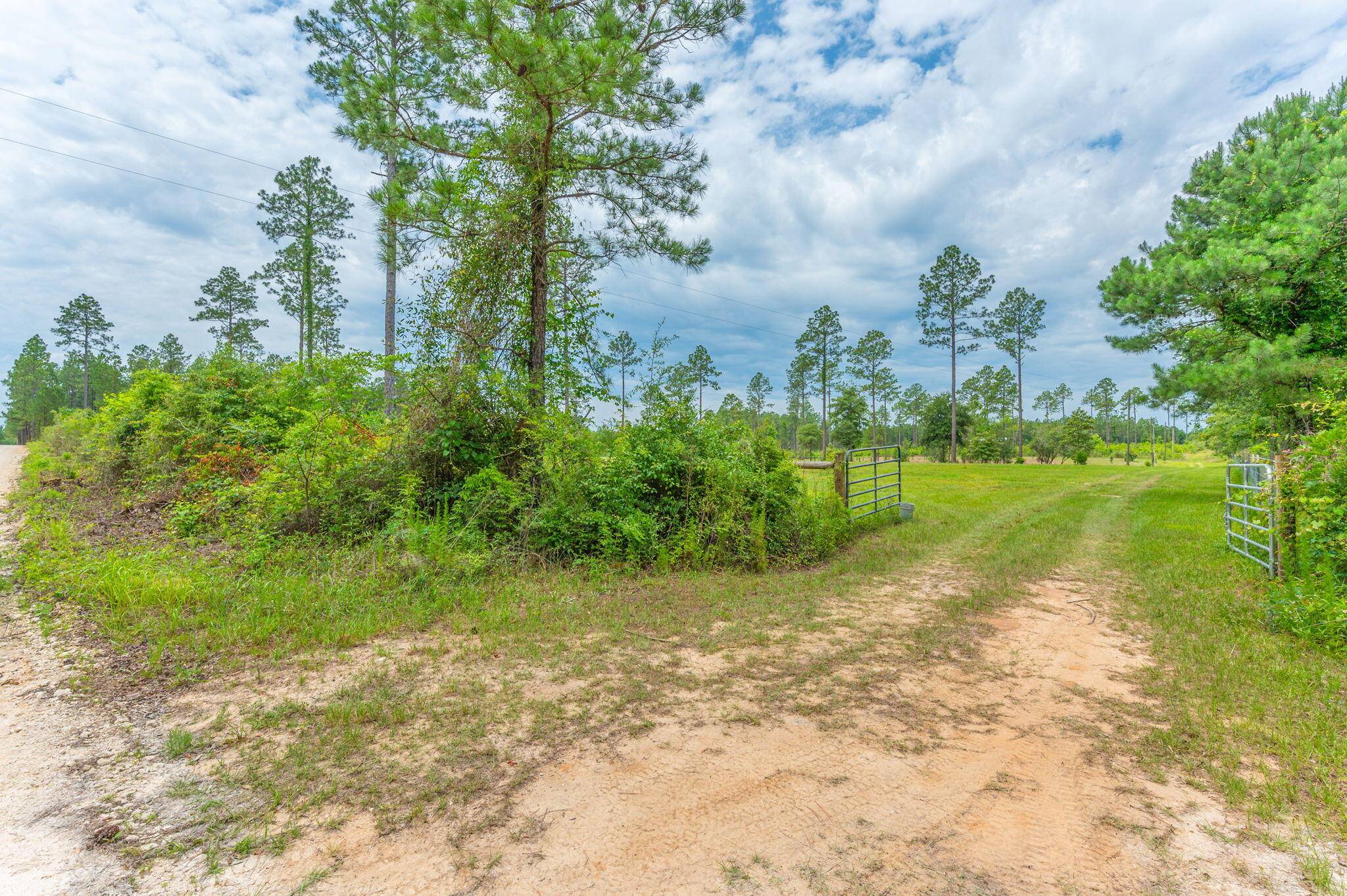 Laurel Hill, FL 32567,10 ACRES BUCK TYNER