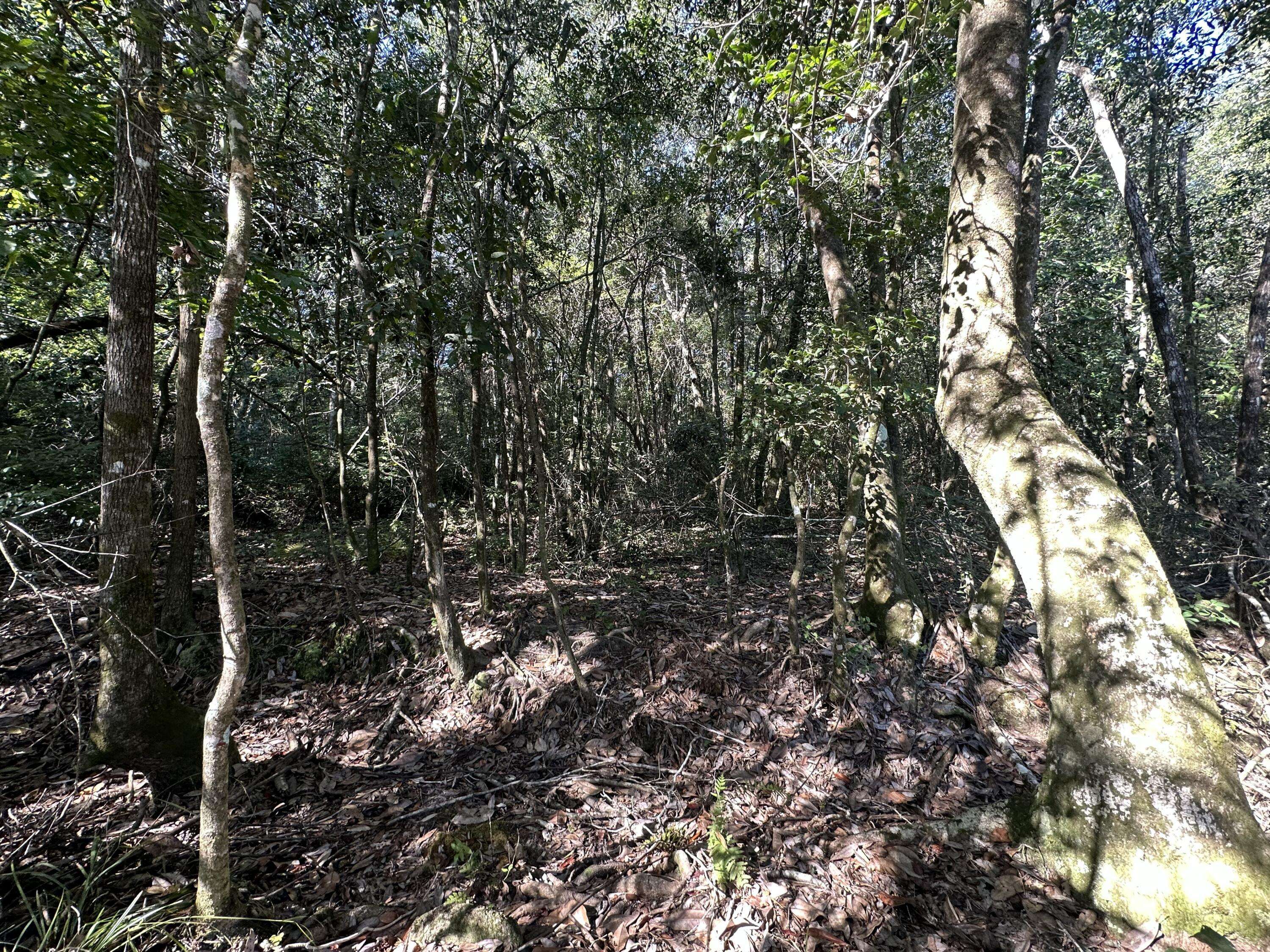 Laurel Hill, FL 32567,Parcel M Buck Tyner Road  #<><