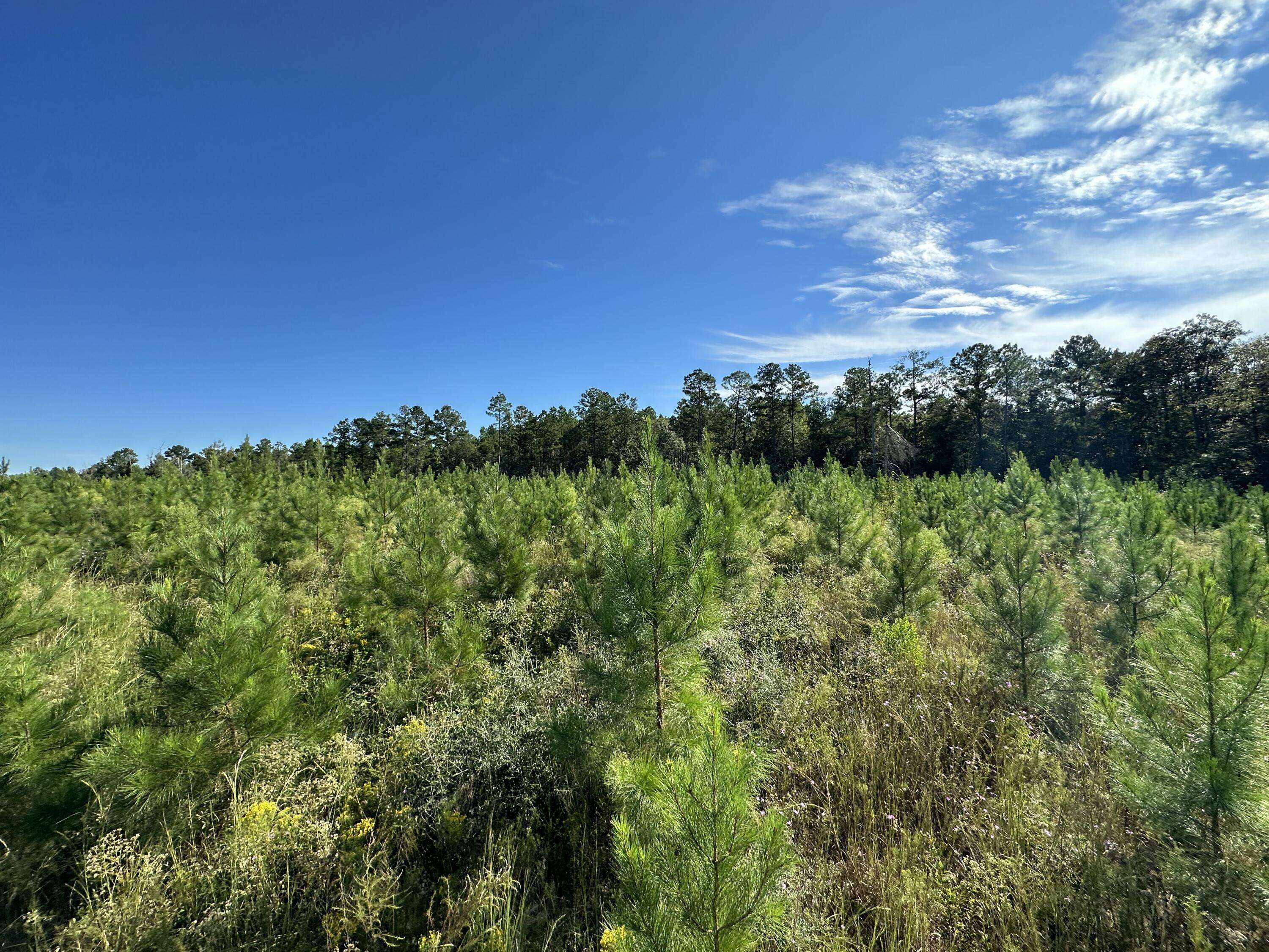 Laurel Hill, FL 32567,Parcel M Buck Tyner Road  #<><