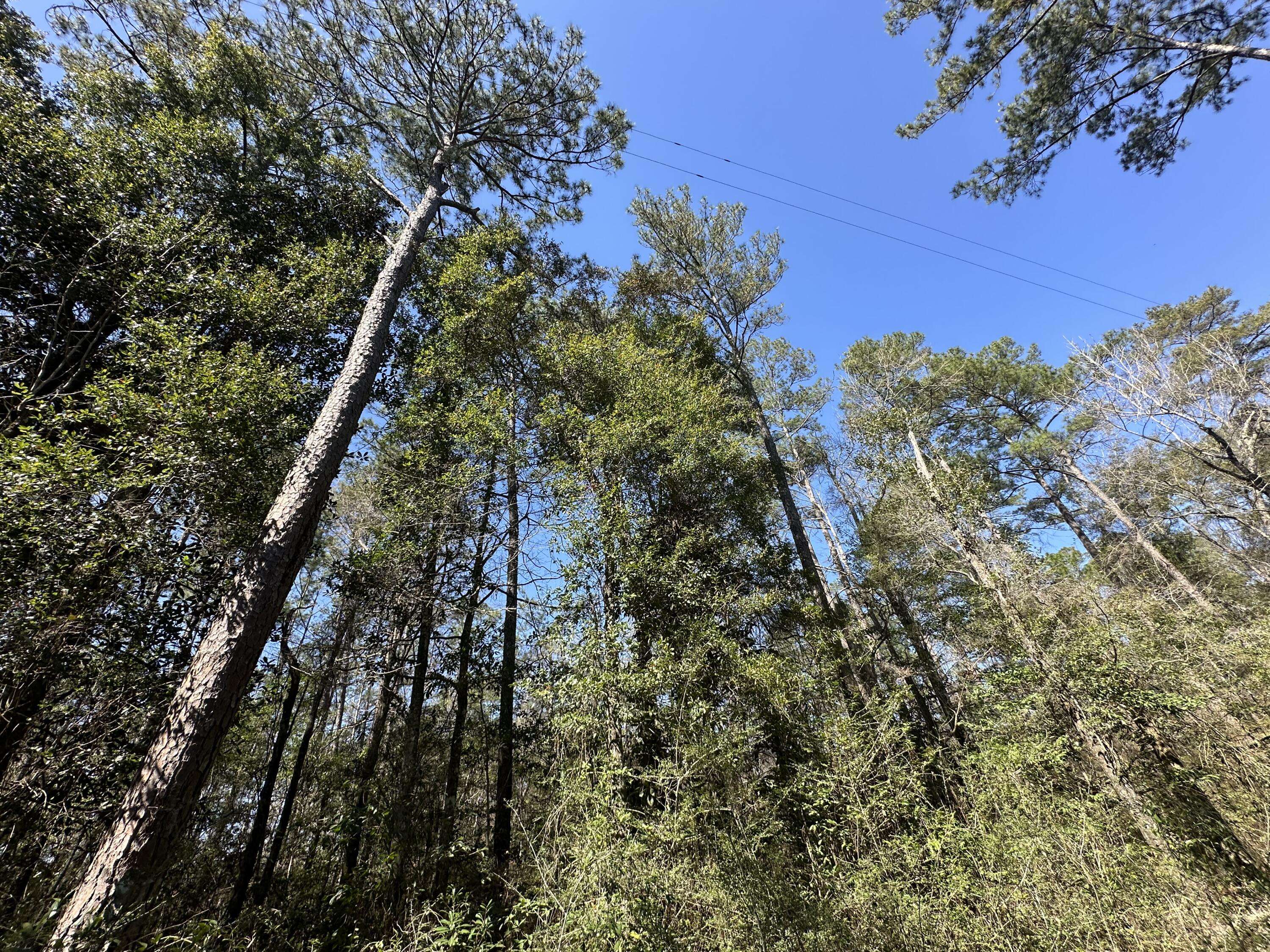 Ponce De Leon, FL 32455,Lot 2 Coon Bottom Estates