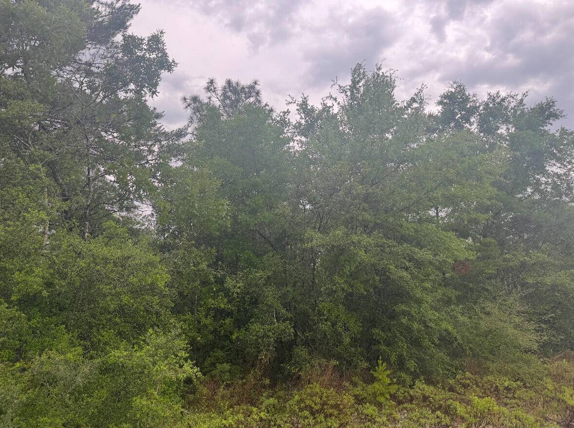 Defuniak Springs, FL 32433,Lot 5 Round Table Road