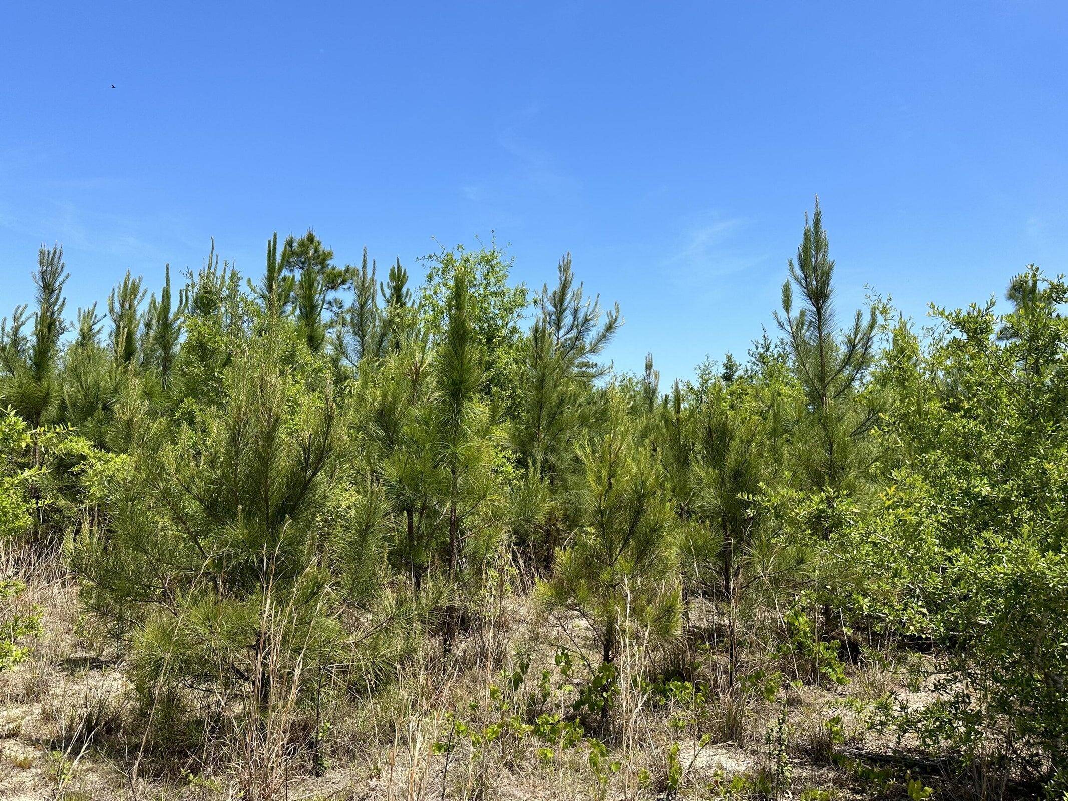 Laurel Hill, FL 32567,80 AC Frost Lane