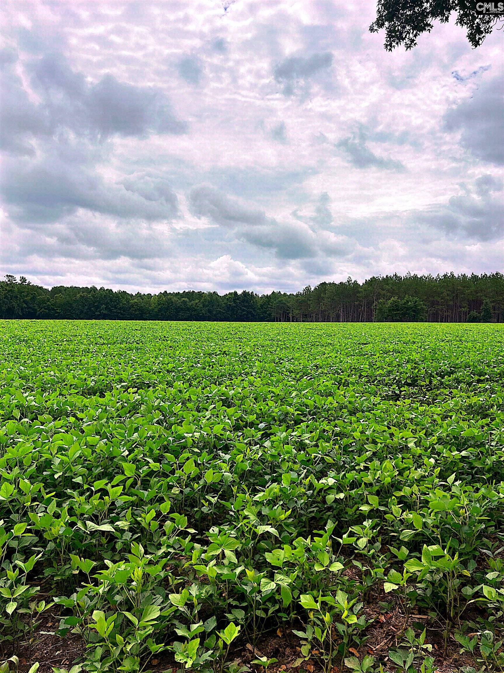 Turbeville, SC 29162,Puddin Swamp Road