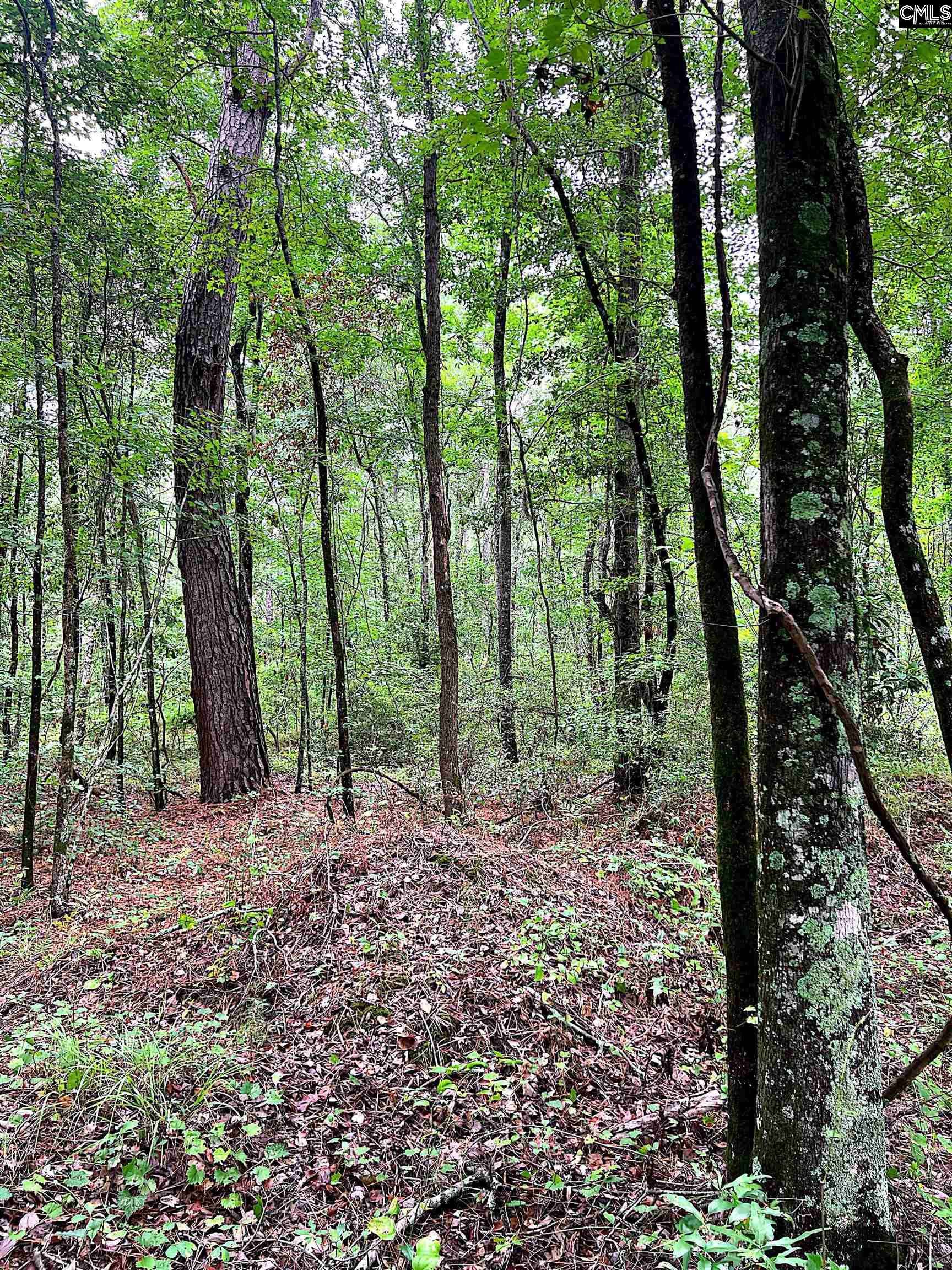 Turbeville, SC 29162,Puddin Swamp Road