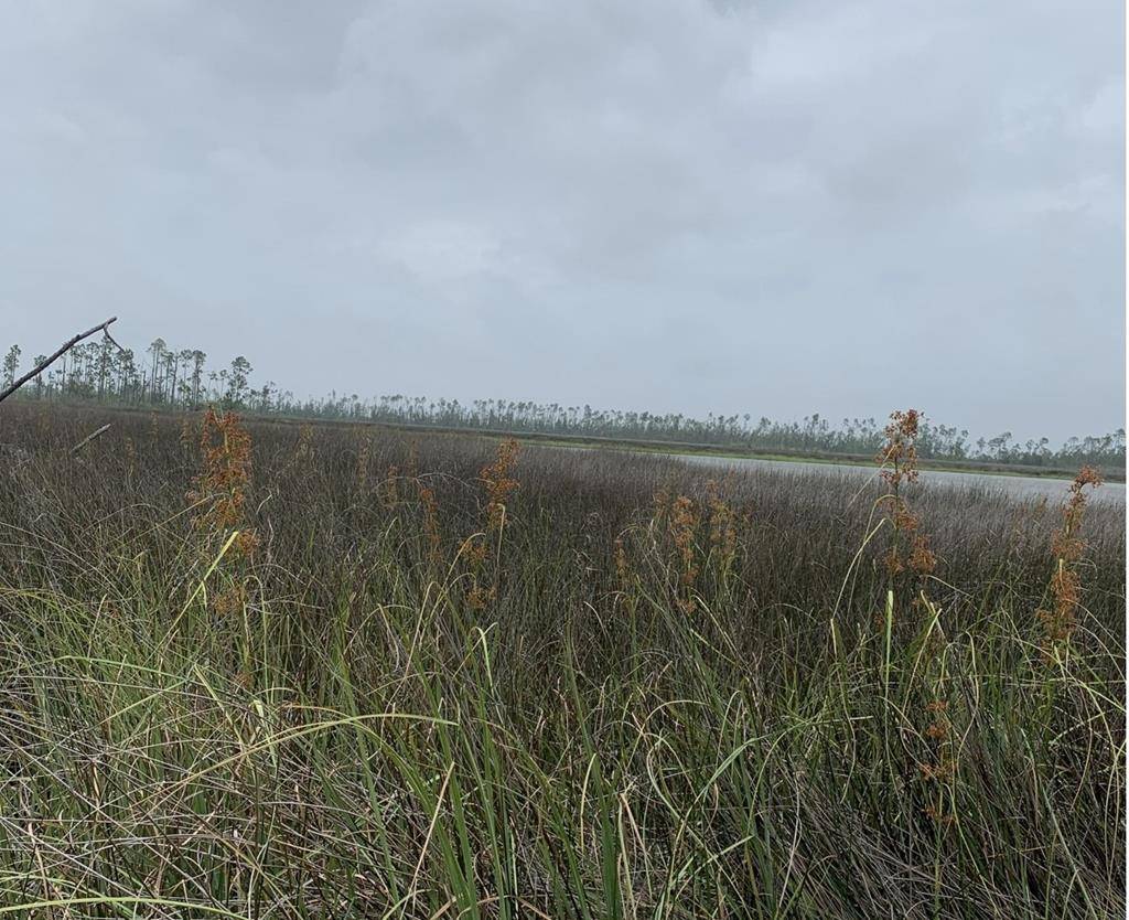 Wewahitchka, FL 32465,LOT 13 E Bay Dr