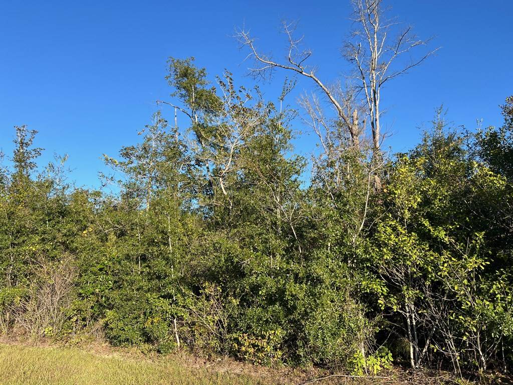 Kinard, FL 32449,Lot 20 Se Cypress Point Rd