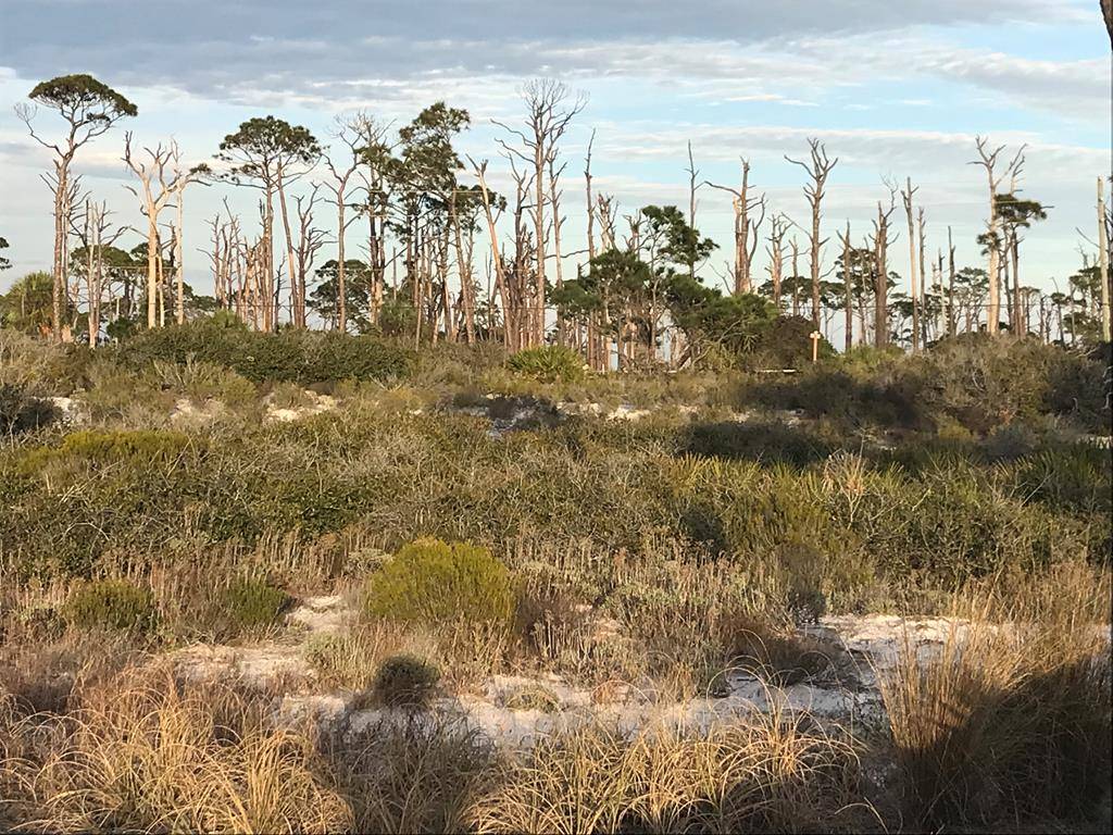 Cape San Blas, FL 32456,Lot 22 Hibiscus Dr