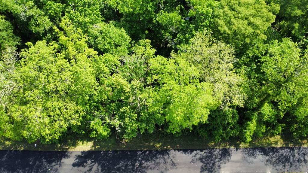 Wewahitchka, FL 32465,Lot 6 Byrd Parker Dr