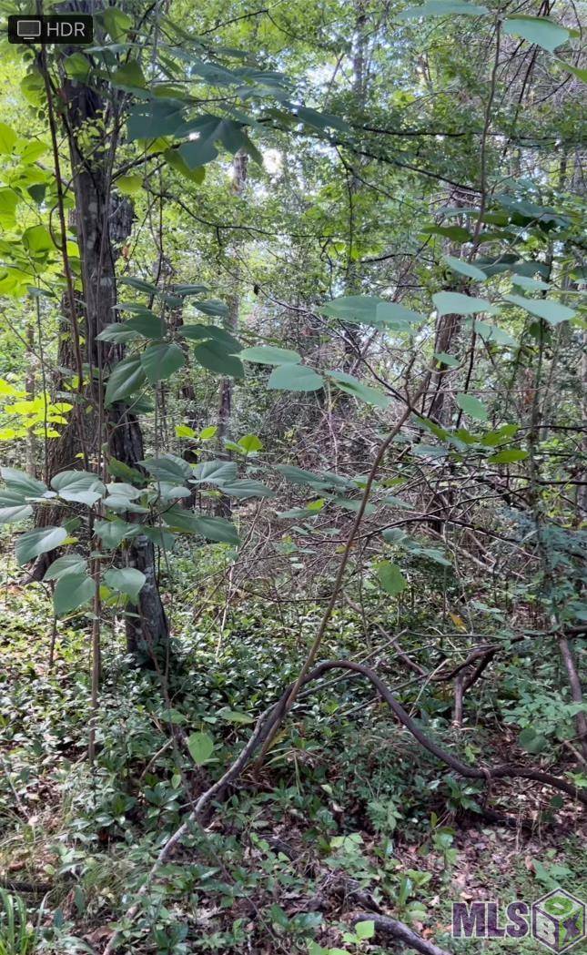 Baton Rouge, LA 70808,1535 Louray Dr