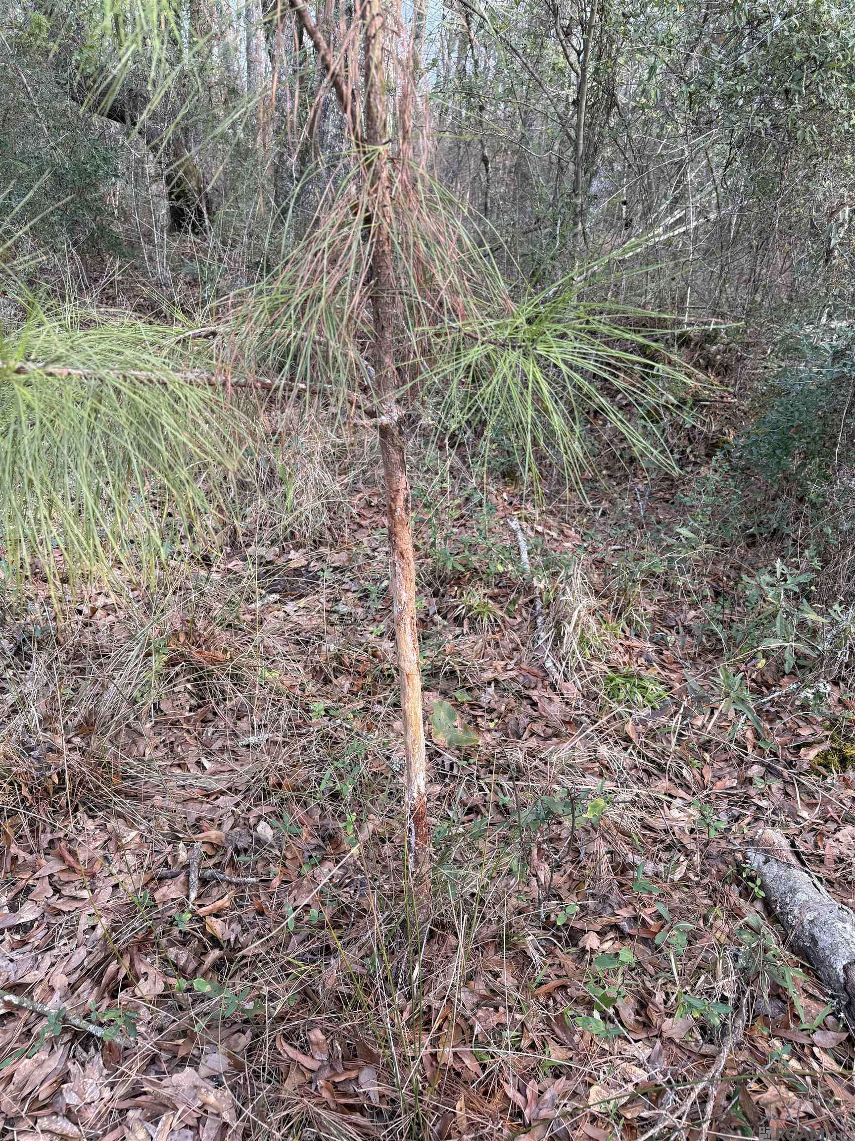 Summit, MS 39666,00 County Line Road