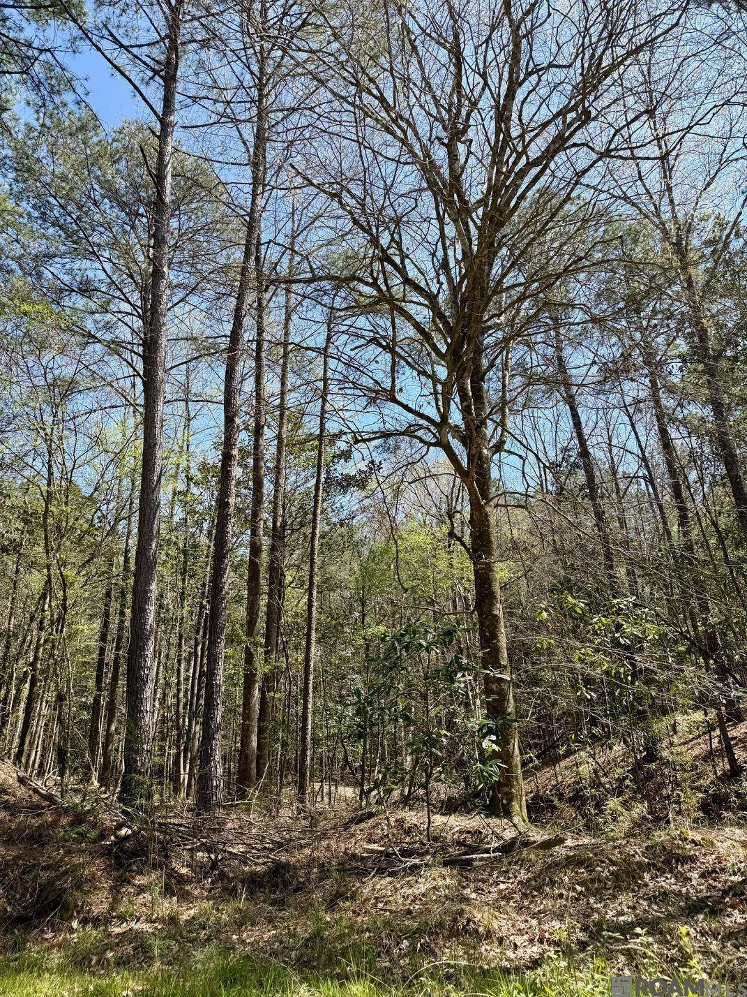 Woodville, MS 39669,0 Lower Woodville Rd