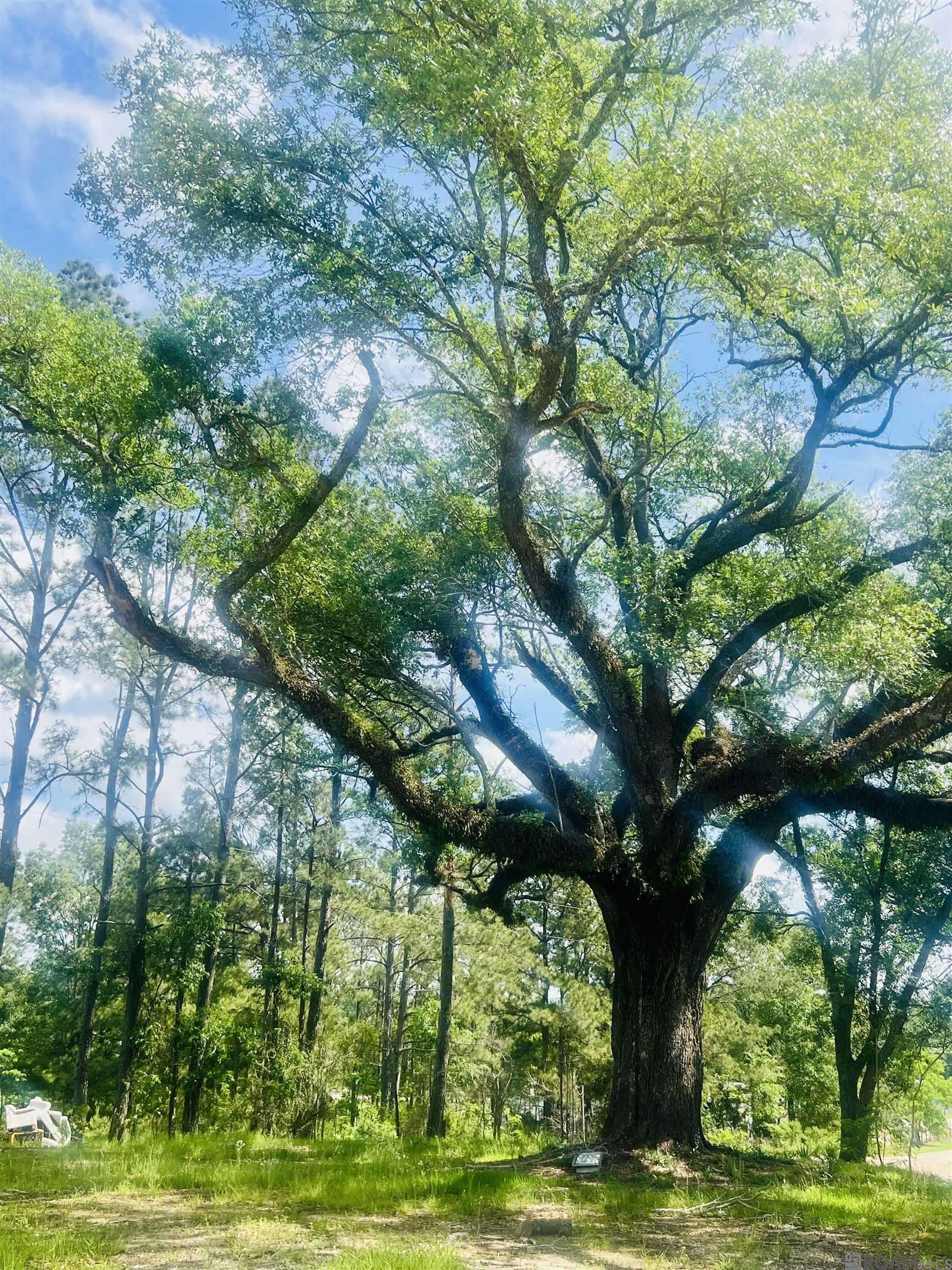Clinton, LA 70722,9756 Plank Rd