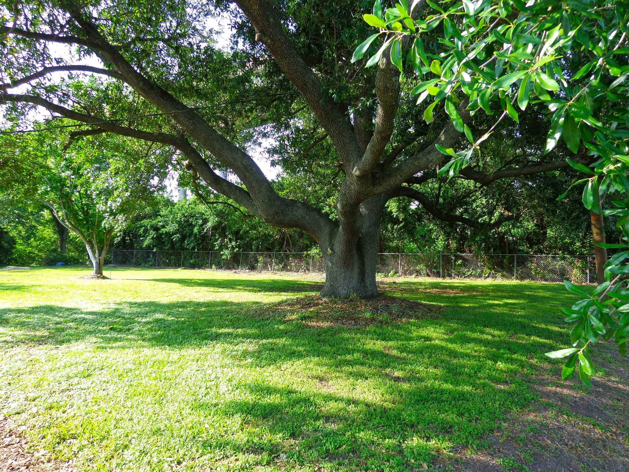 Larose, LA 70373,253 Gemini Street