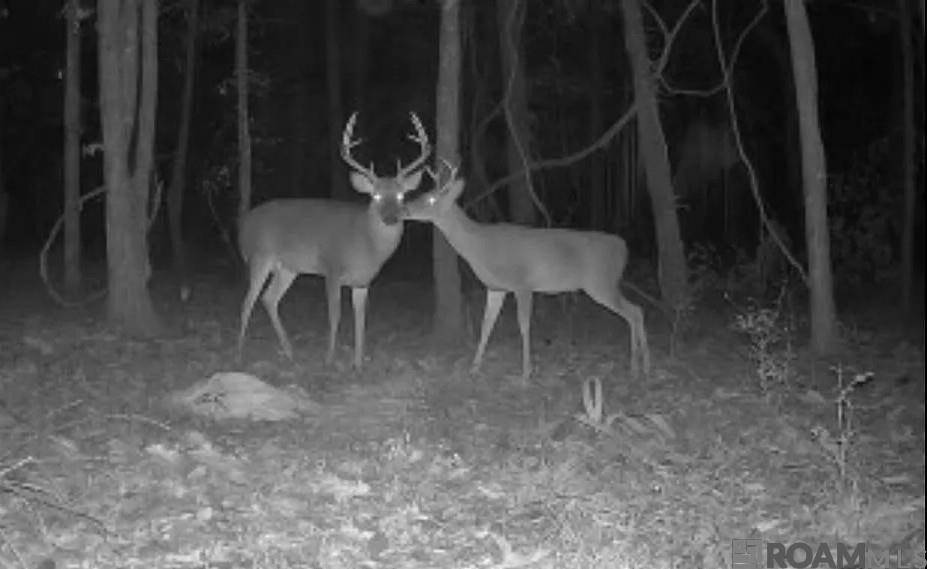 Denham Springs, LA 70706,RS-2&3 La Hwy 16