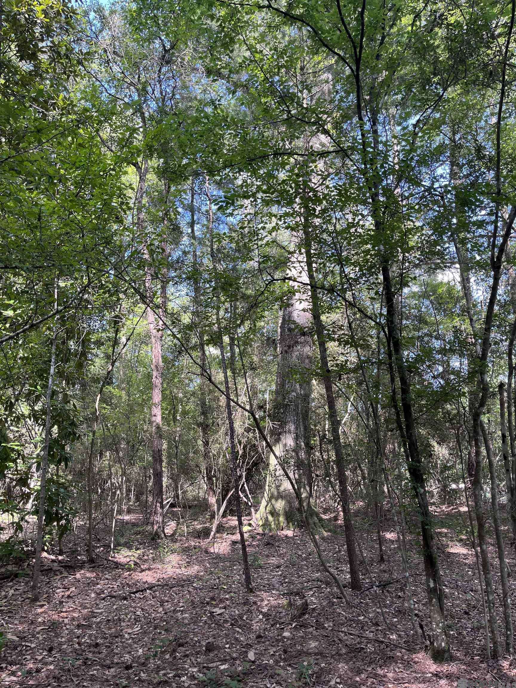 Greenwell Springs, LA 70739,Lots A-1 & A-2 Stoney Point Burch Rd