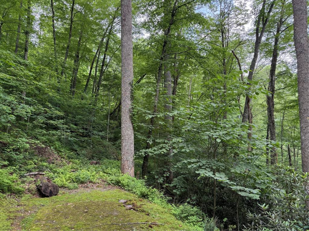 Cullowhee, NC 28723,lot 45 Greycliff Mountain DR