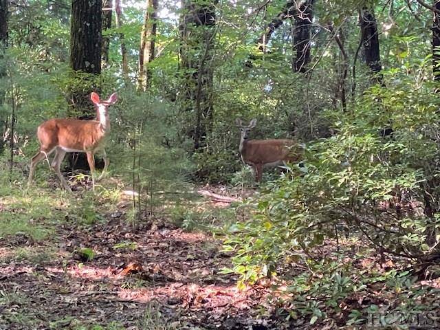 Cashiers, NC 28774,TBD Bear Cat LN