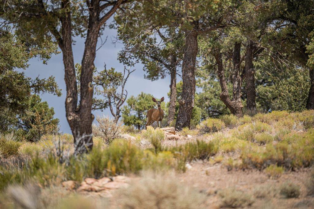 Big Bear, CA 92315,550 Eagle Ridge DR