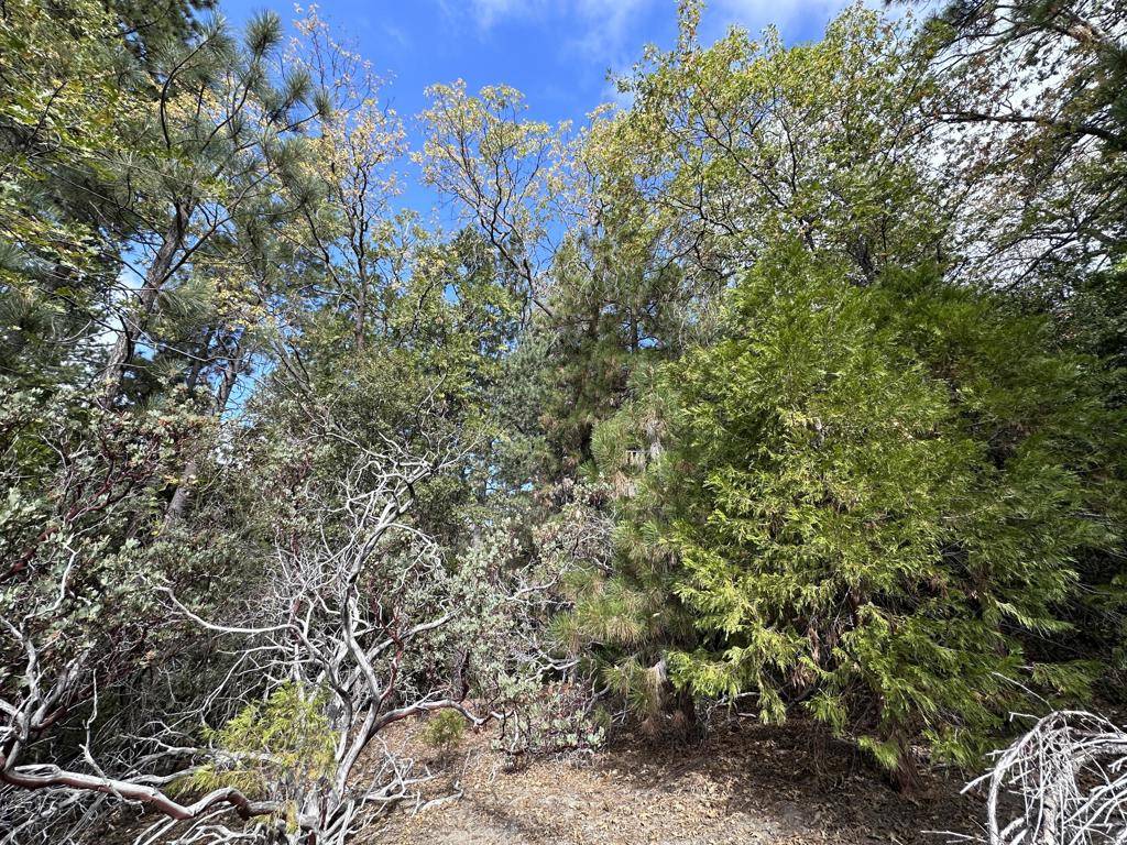 Idyllwild, CA 92549,0 Round Robin